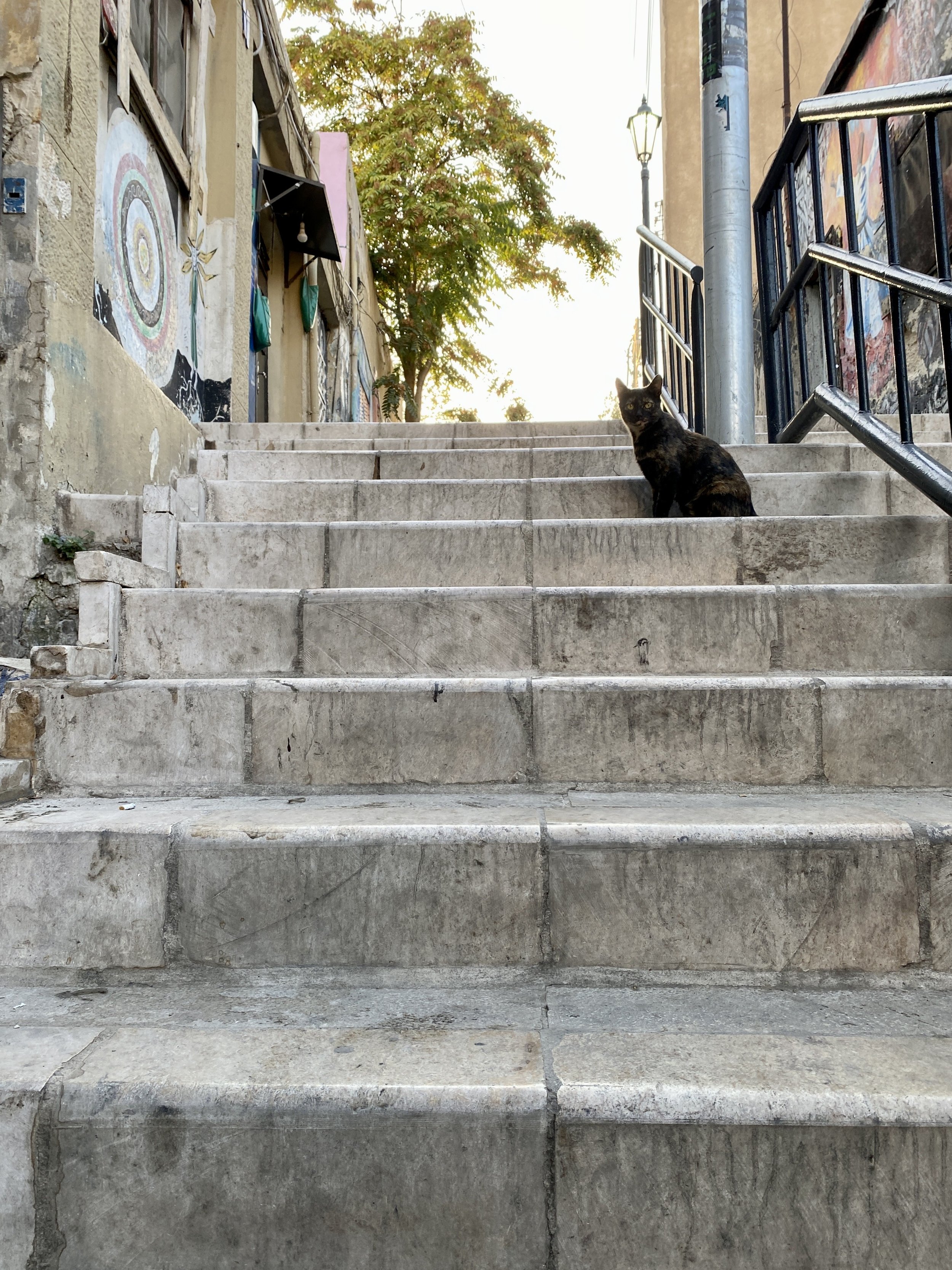 Cat admiring street art