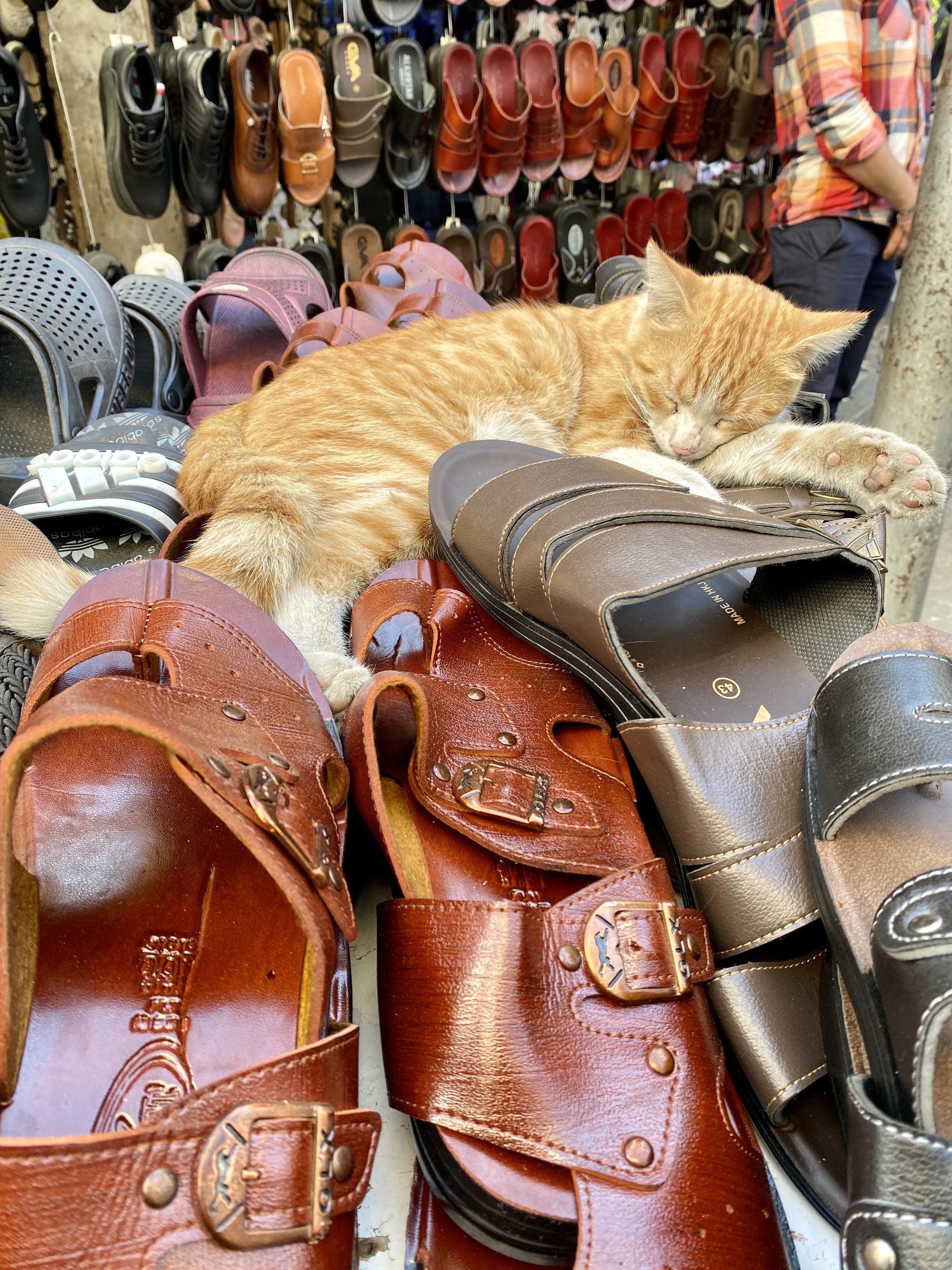 Shoe Cat