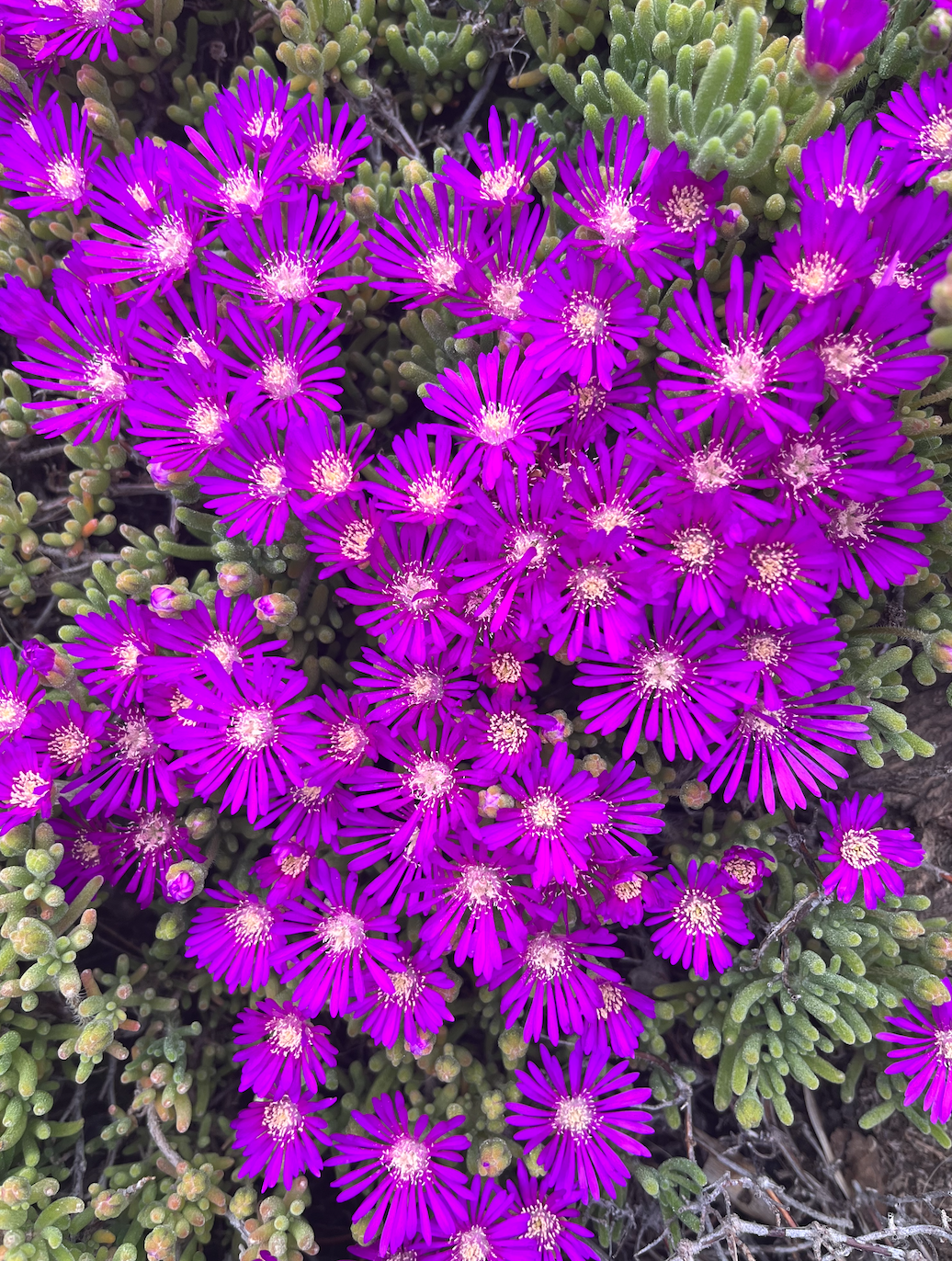  Wildflowers in Abdoun, Amman, Jordan. Taken outside of the Amideast building. 