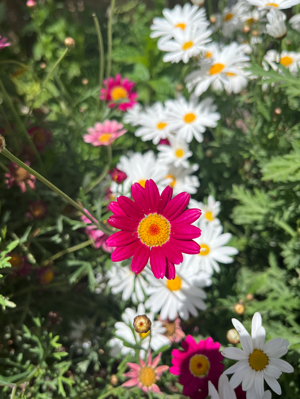  Wildflowers in Wadi as-Seer, Amman, Jordan. Taken on a walk in my neighborhood. 