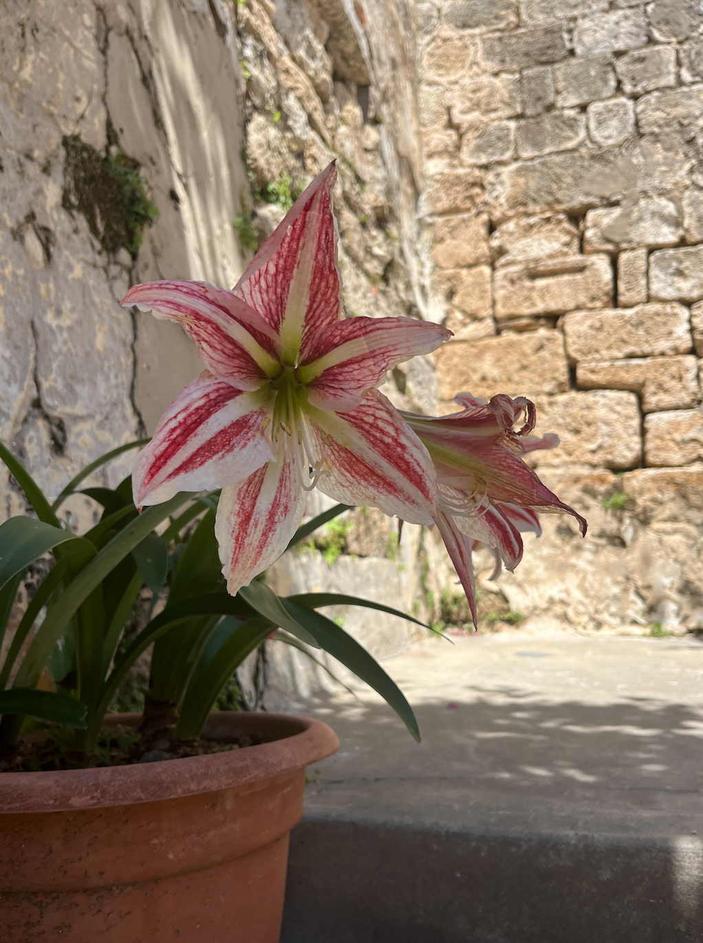  Pot of lilies in Jabal al-Weibdeh, Amman, Jordan. Taken on a walk to Rumi Cafe. 