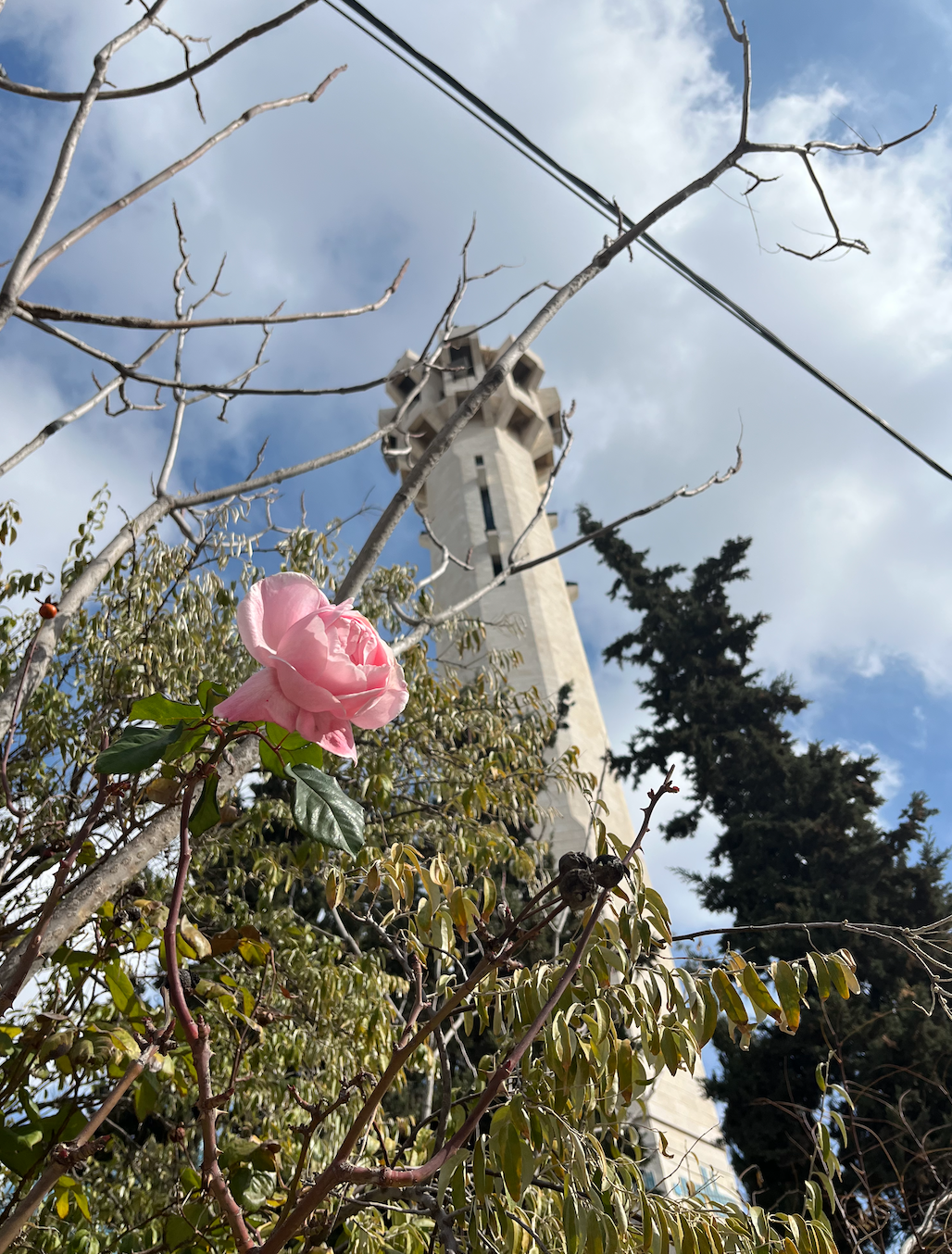 Rose outside of the King Abdullah I Mosque of Amman, Jordan. Taken after Jumuah prayer. 