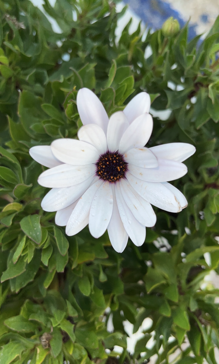  Flower in Abdoun, Amman, Jordan. Taken on a walk home from Amideast. 