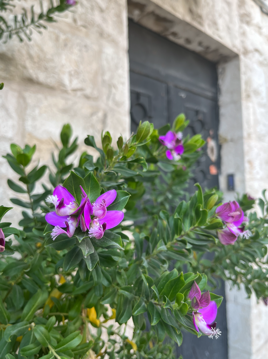  Flowers in Abdoun, Amman, Jordan. Taken on a walk home from the Taj Mall. 