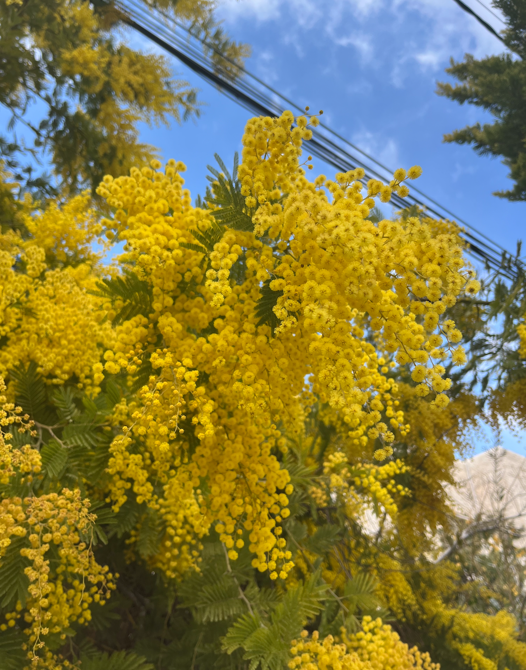  Flowering buds in King Hussein Park, Amman, Jordan. Taken after Jumuah prayer. 