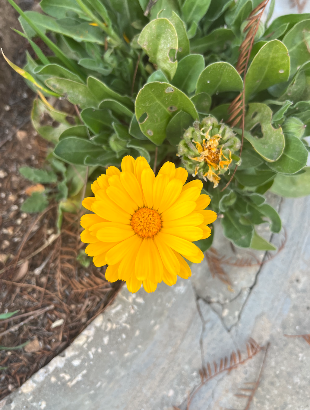  Wildflower in 6th Circle, Amman, Jordan. Taken on a walk with my language partner.  