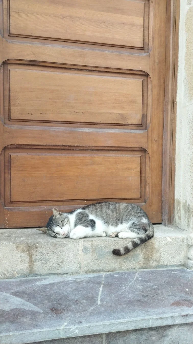"Ode to the Strays of the Medina" by Laila Bosta