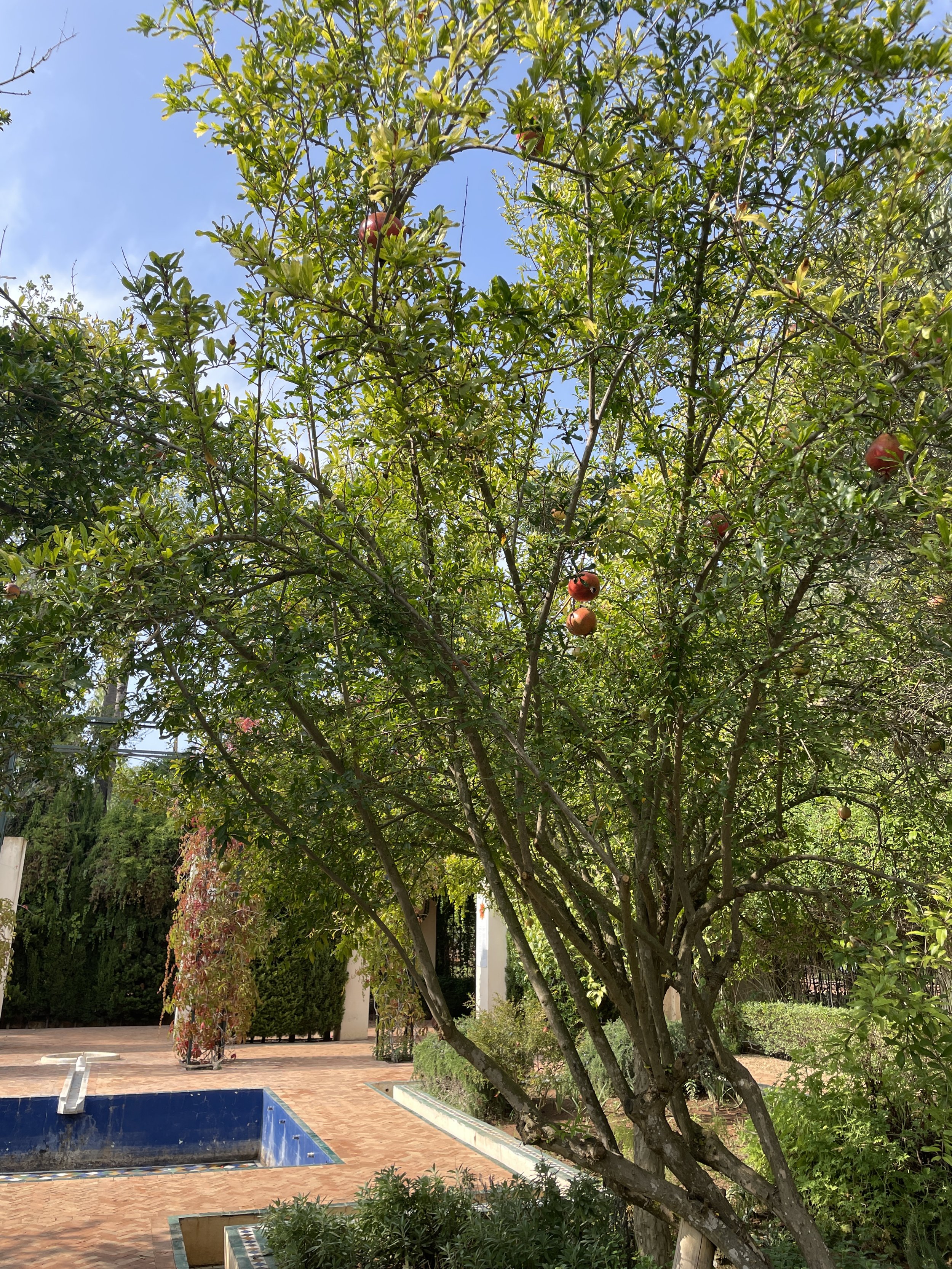  Pomegranates grow in the Jardins Botaniques. I had to use all of my self-control not to pluck one and eat it right there!  Photo Credit: Marley Craine, 2023 