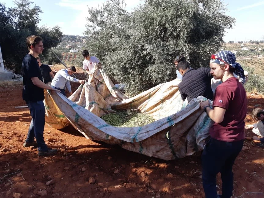 olive picking in the fall