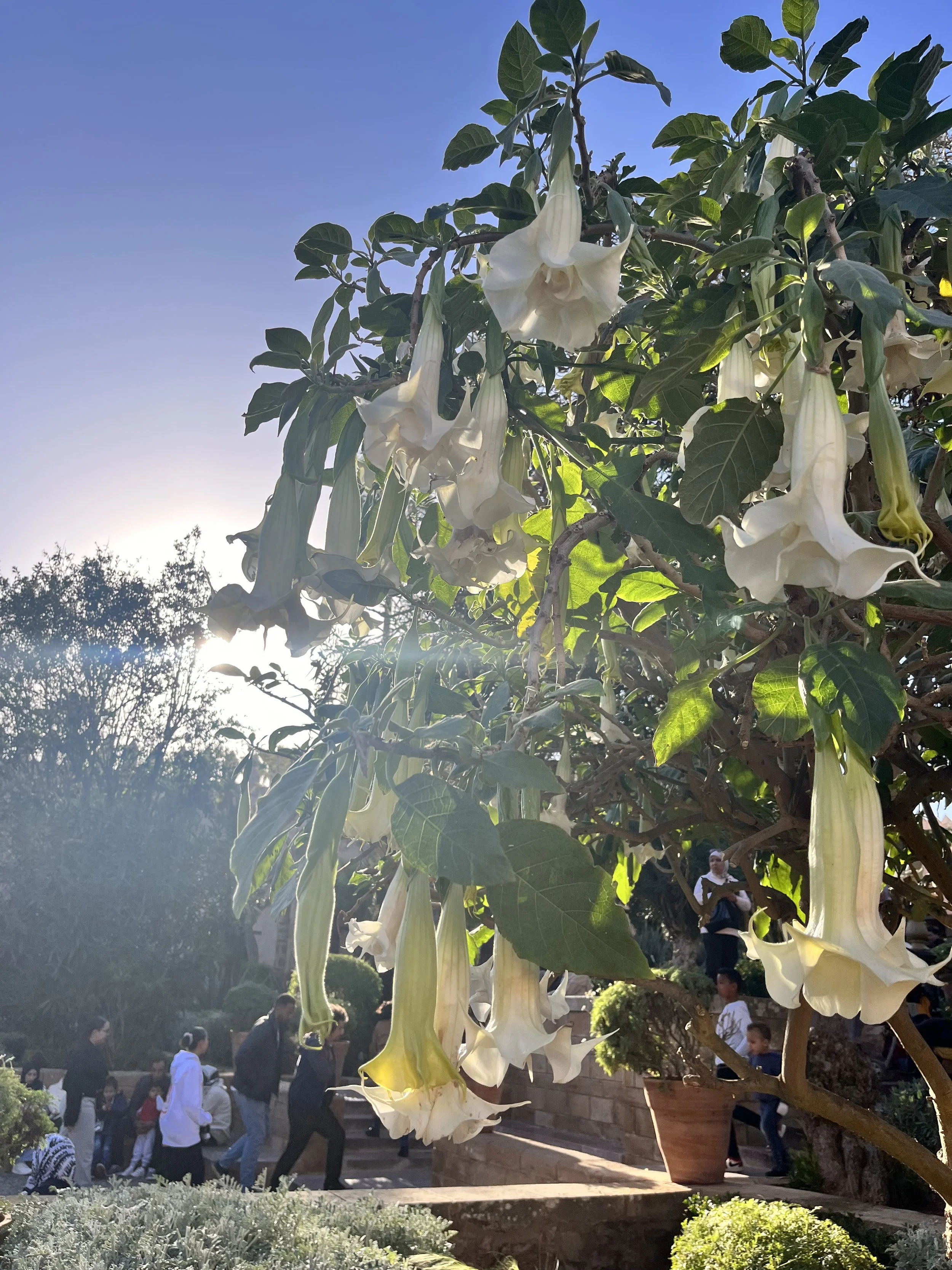 "My Favorite Way to Spend a Weekend Afternoon in Rabat: The Kasbah des Oudayas" by Mallory Slucher