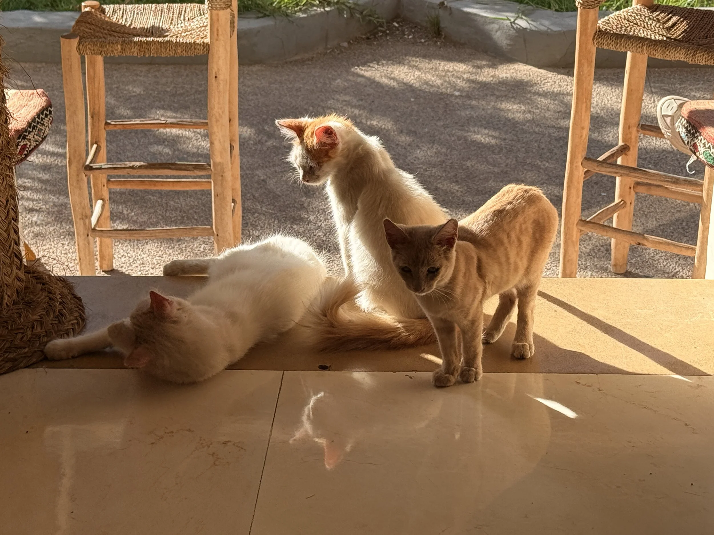 Three young orange and white cats set on the edge of an open cafe terrace
