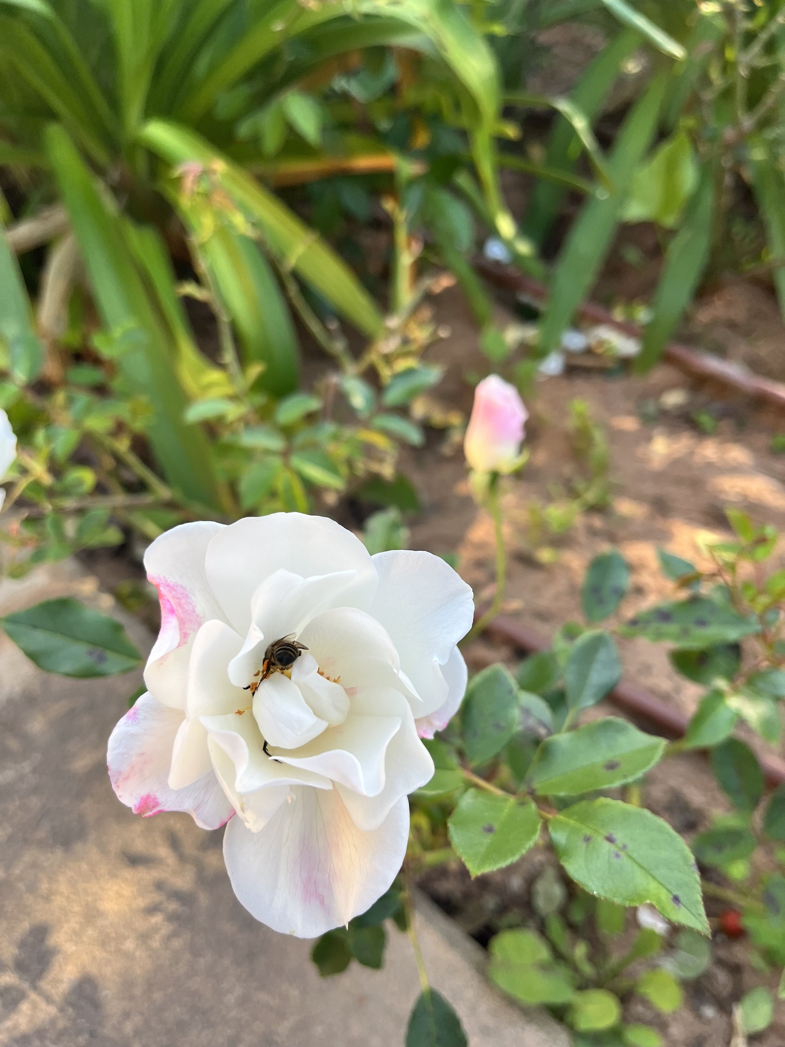 A close up shot of a white flower, inside a bee is gathering pollen.