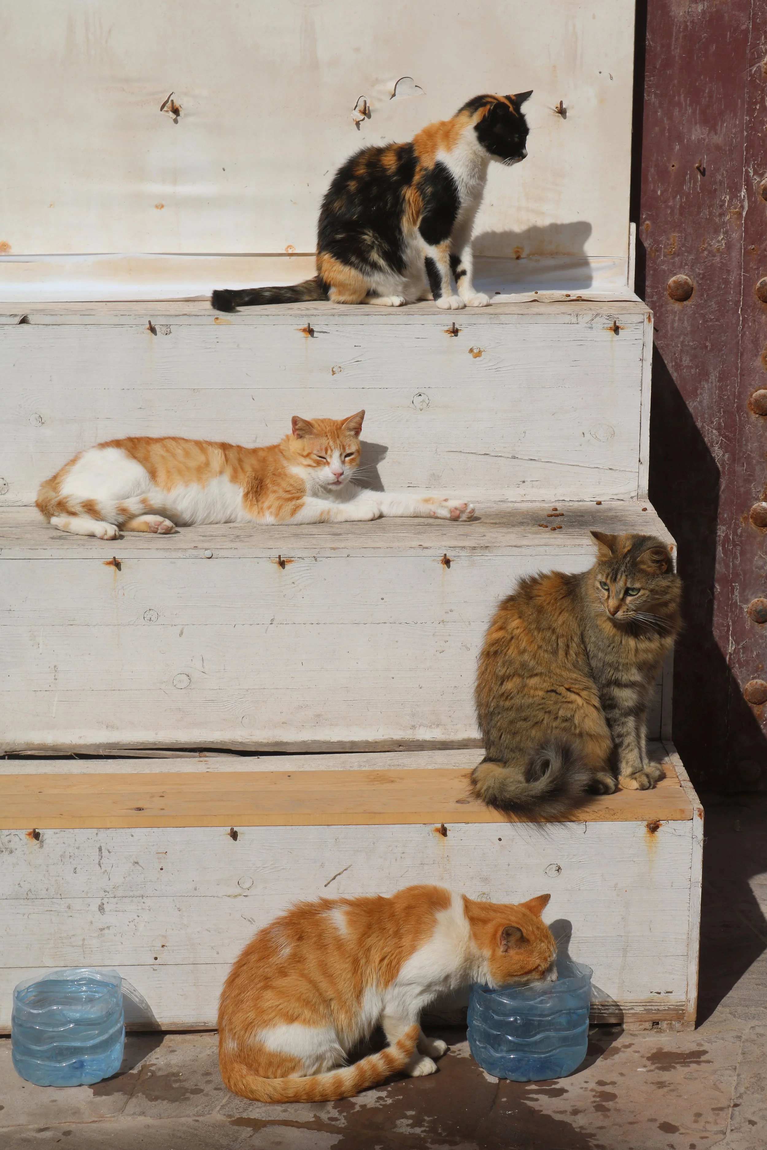 Cats sit on different stairs and are in various stages of repose.