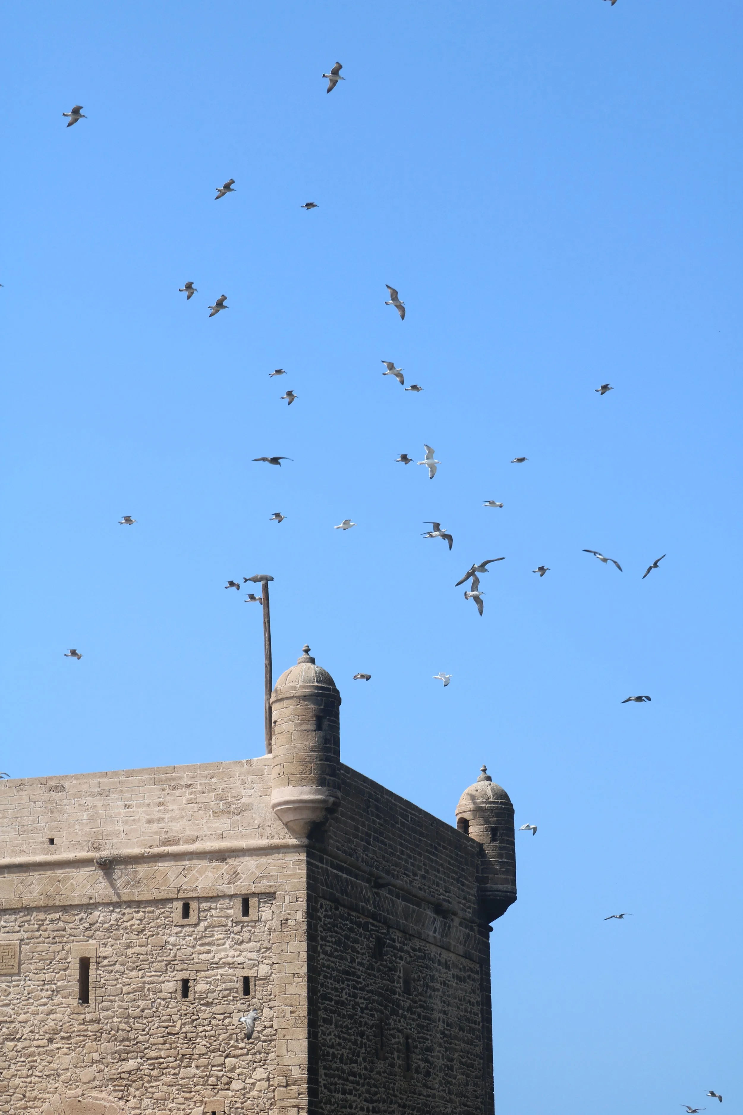 Seagulls fly around the top of the tower of a fortress.