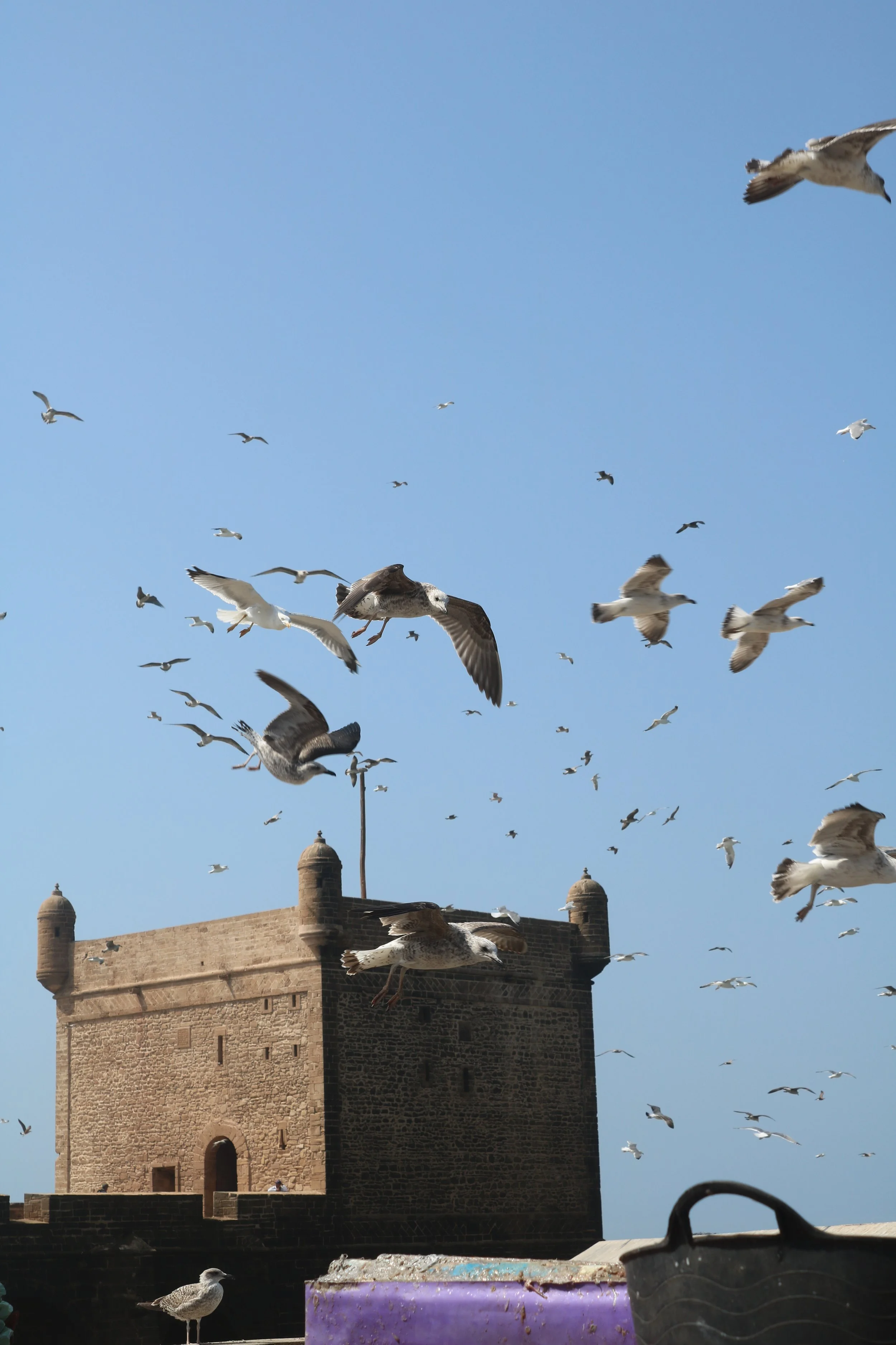 Seagulls swarm around an old fortress tower