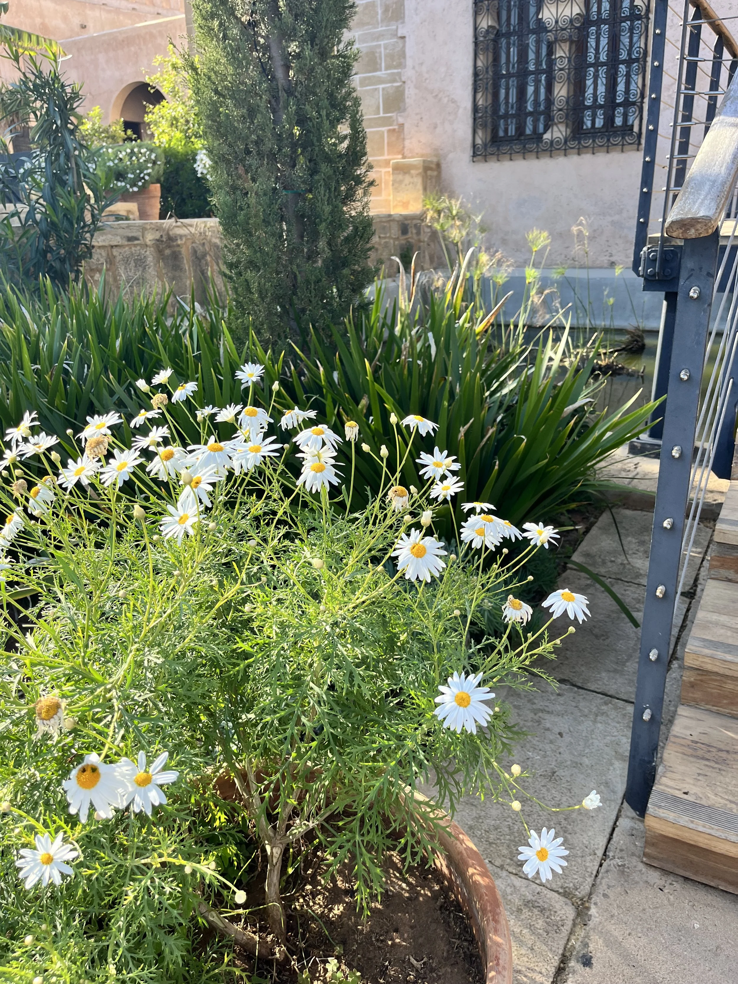 A pot of daisy-like white flowers with yellow centers sits amid a larger green garden
