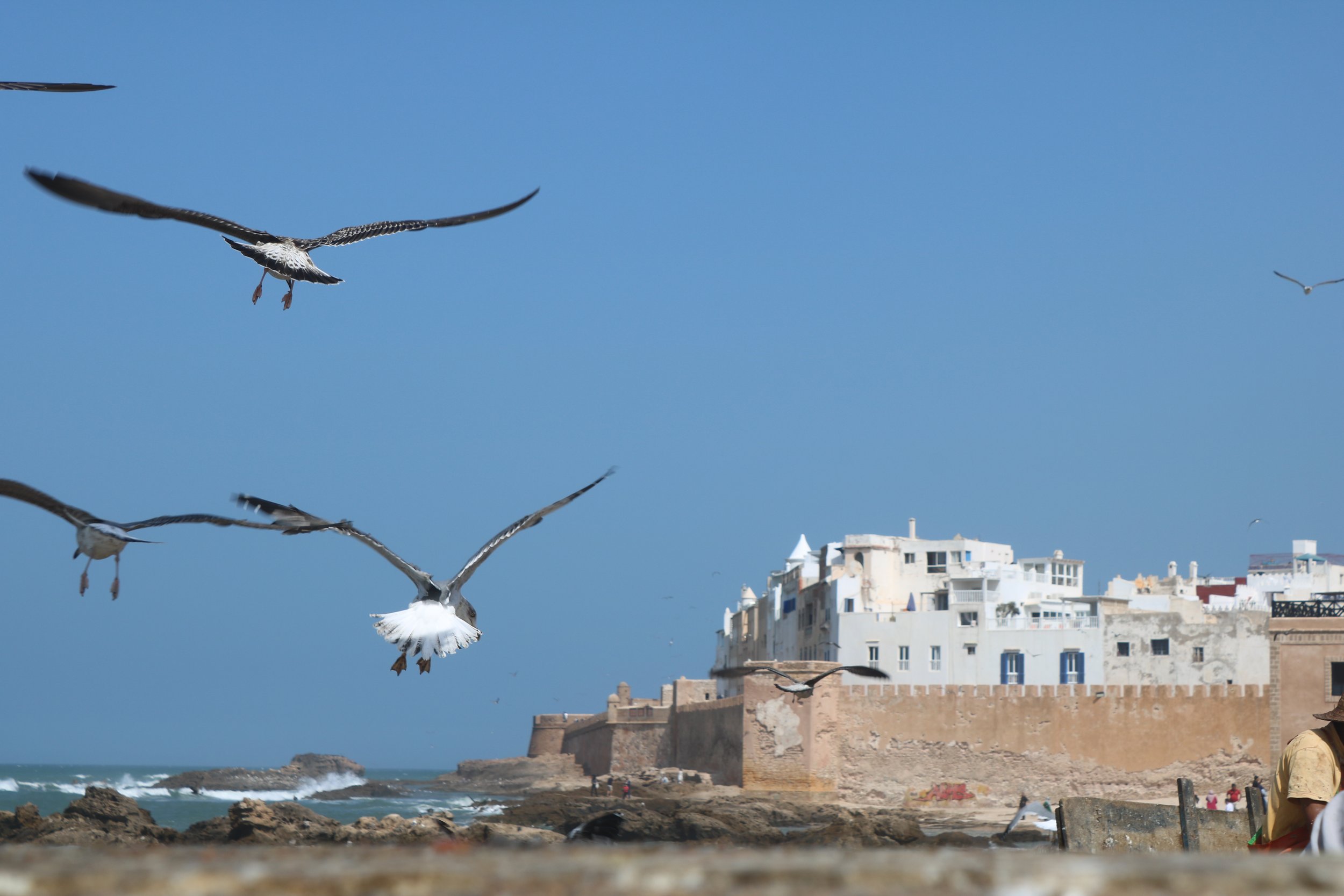 Seagulls fly towards the fortress walls that surround the city over the water.