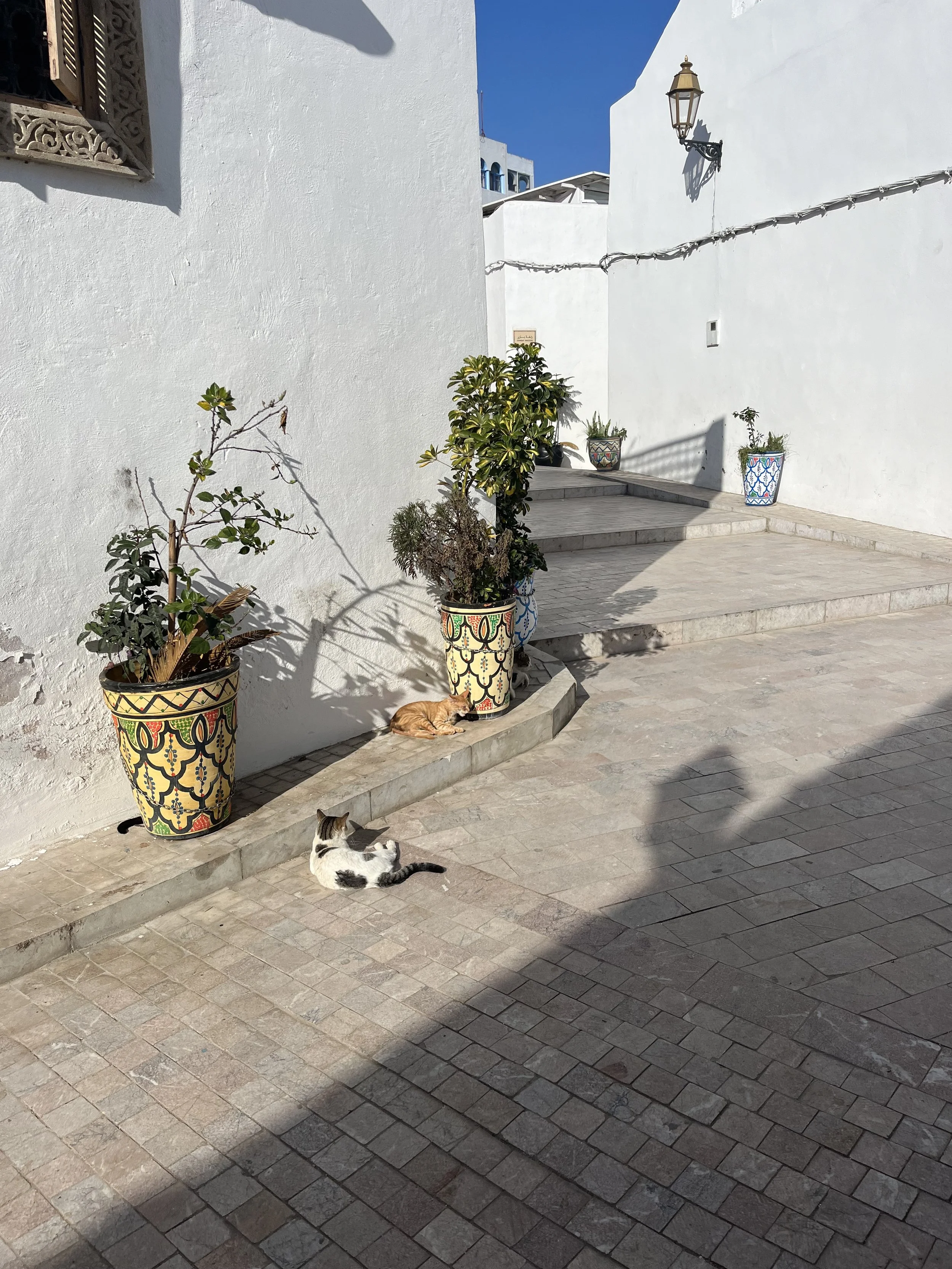 Two cats sleep on a quiet narrow pedestrian street between whitewashed houses, lined with colorful pots with shrubs and green plants.