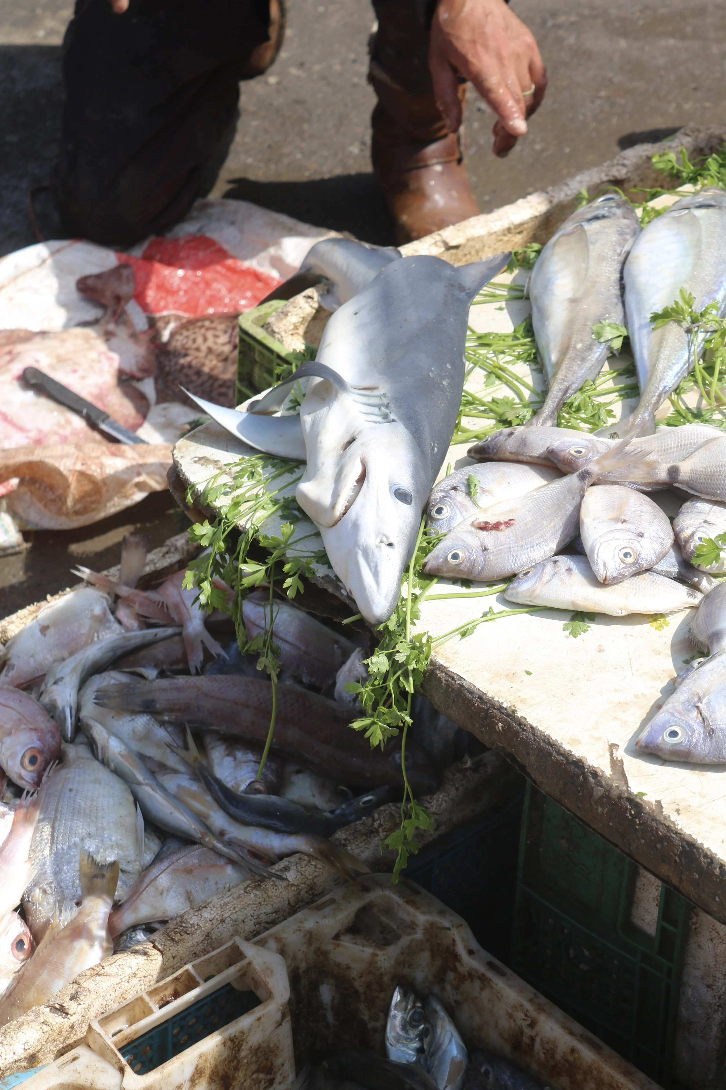 Various types of fish sit on tables and in buckets at a fish market