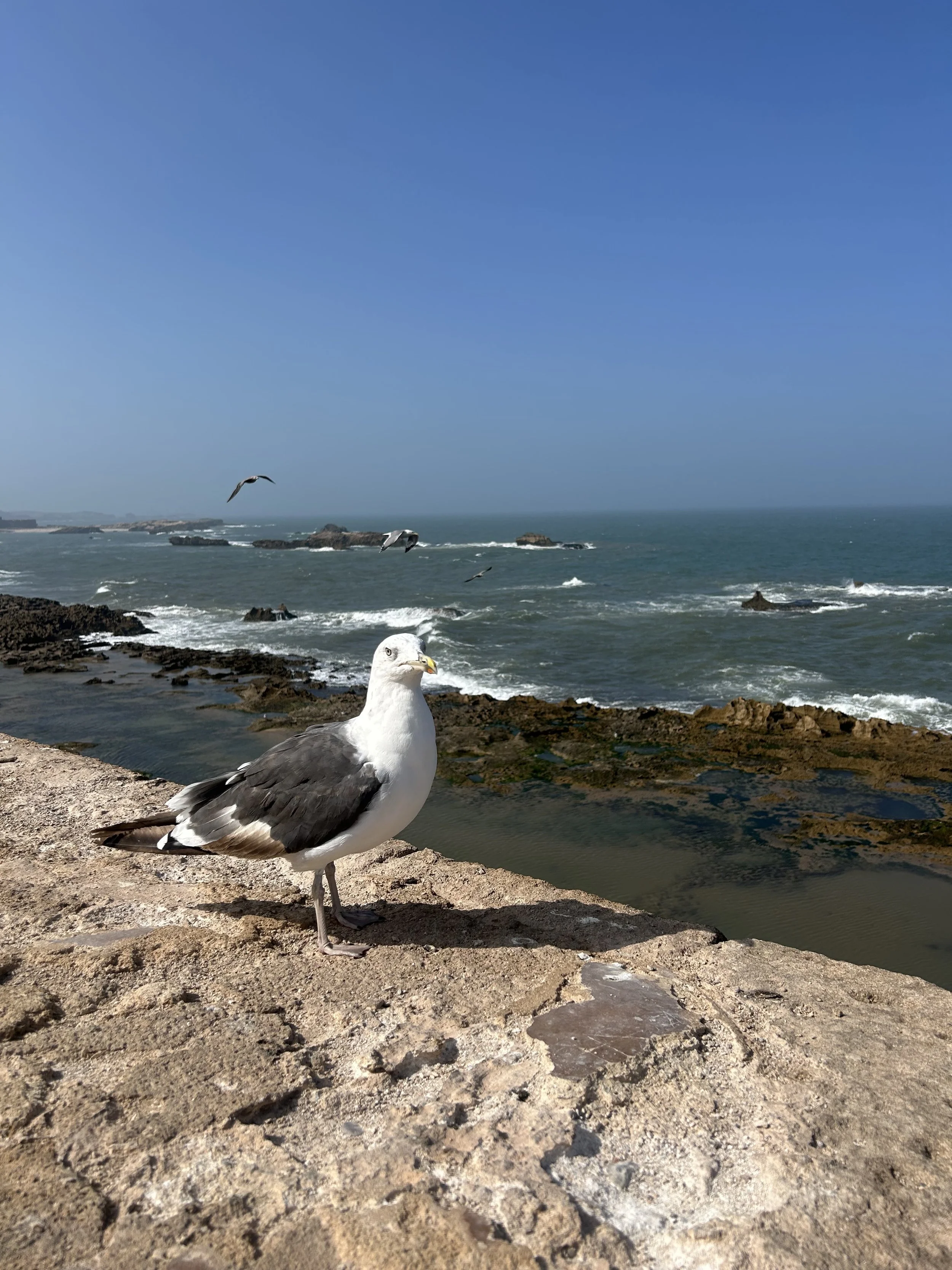 A seagull sits on a wall that overlooks the sea. The sea has a lot of rock formations before it gets more expansive