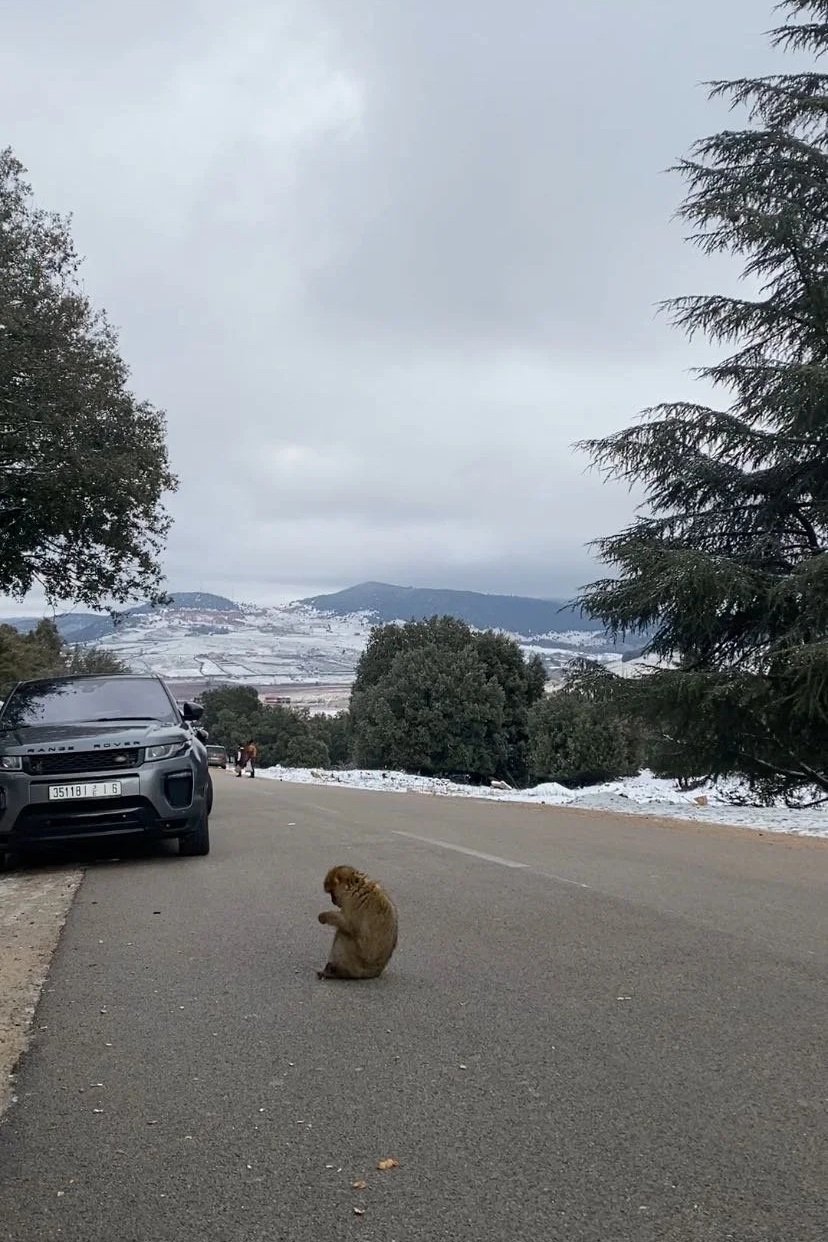 A monkey sits on a road with cars parked and snow lining the street and on the hills in the distance