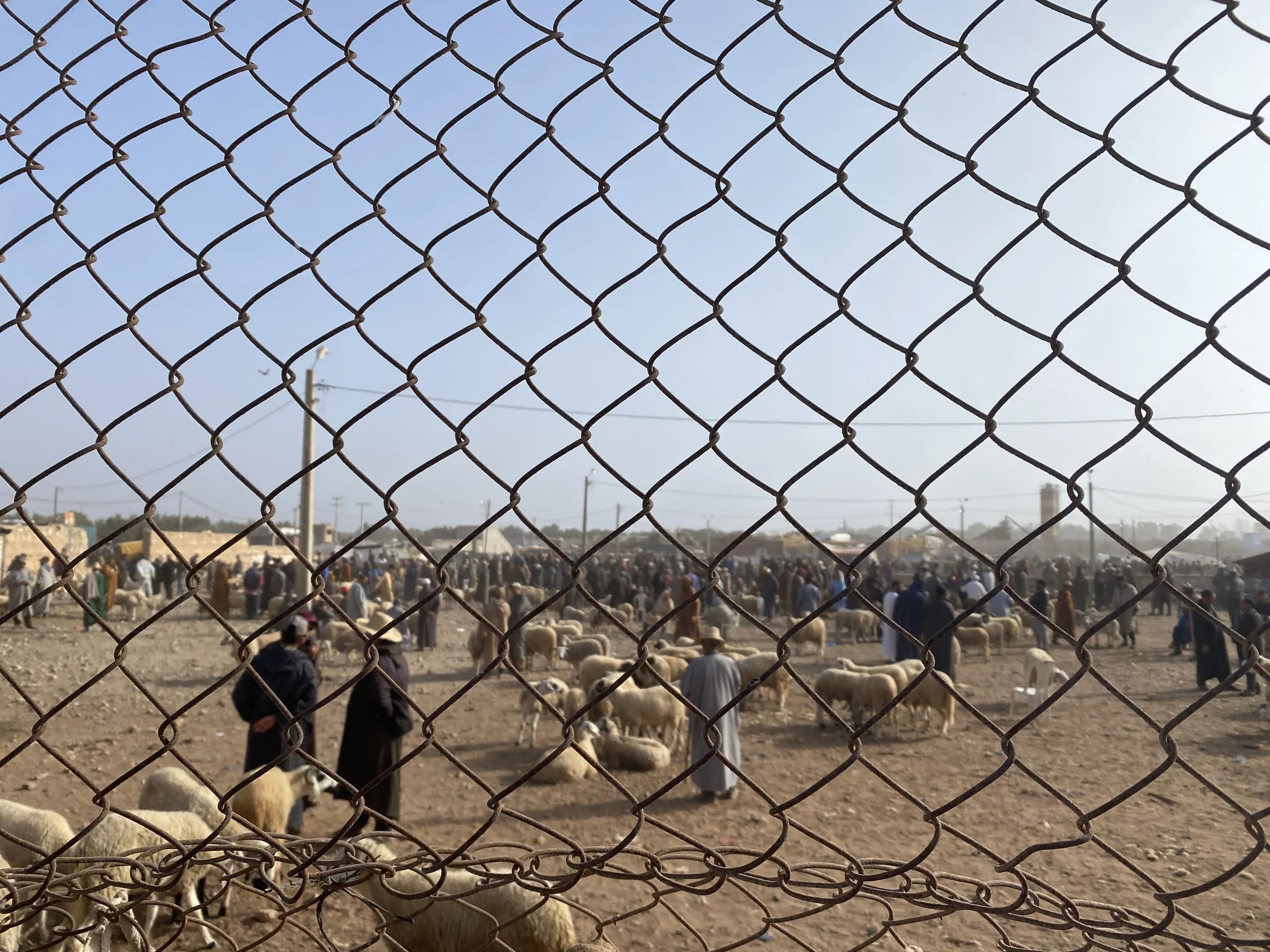 Men walk around with sheep seen through a chain link fence