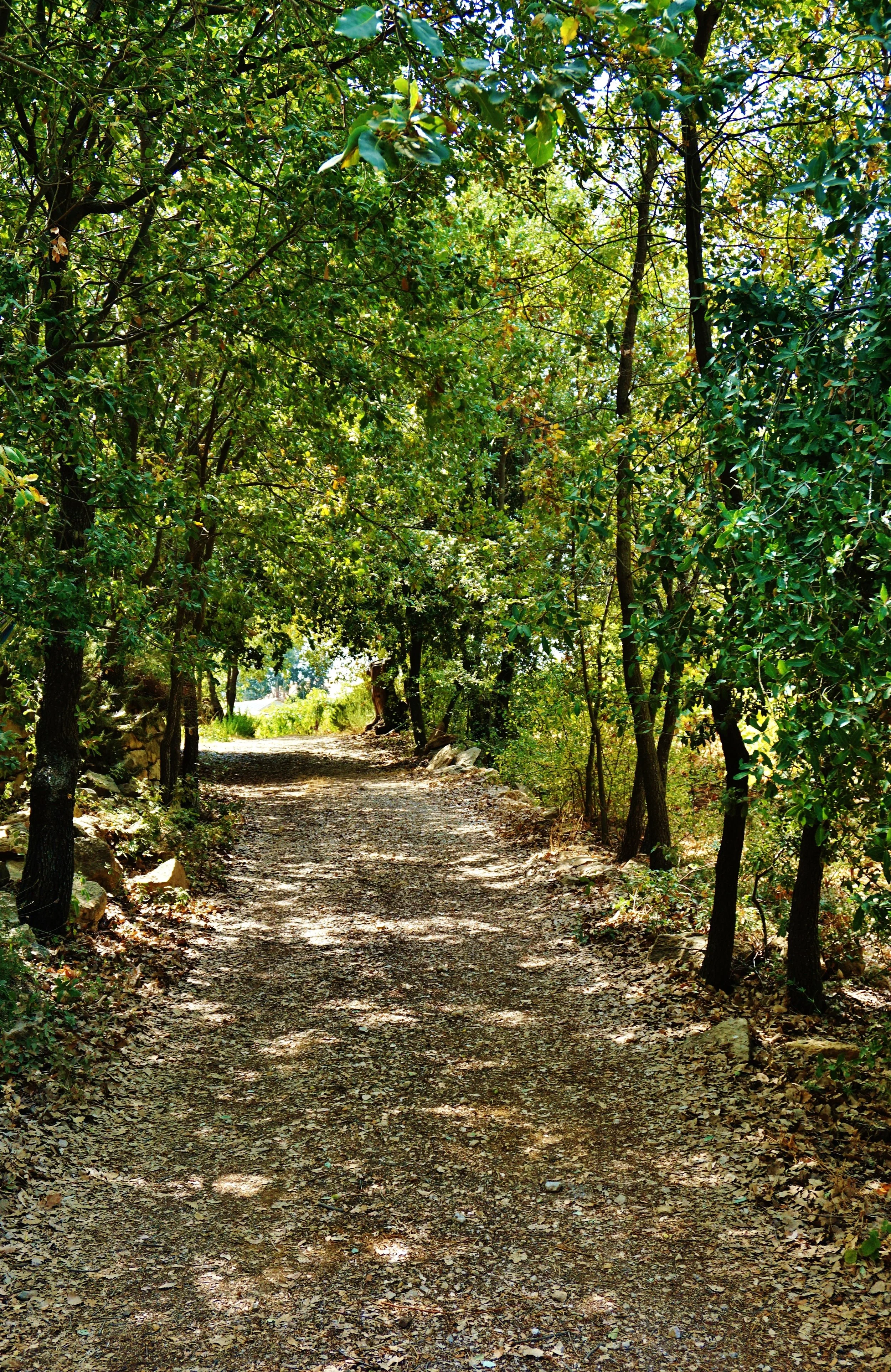 ID tree-lined road.jpg