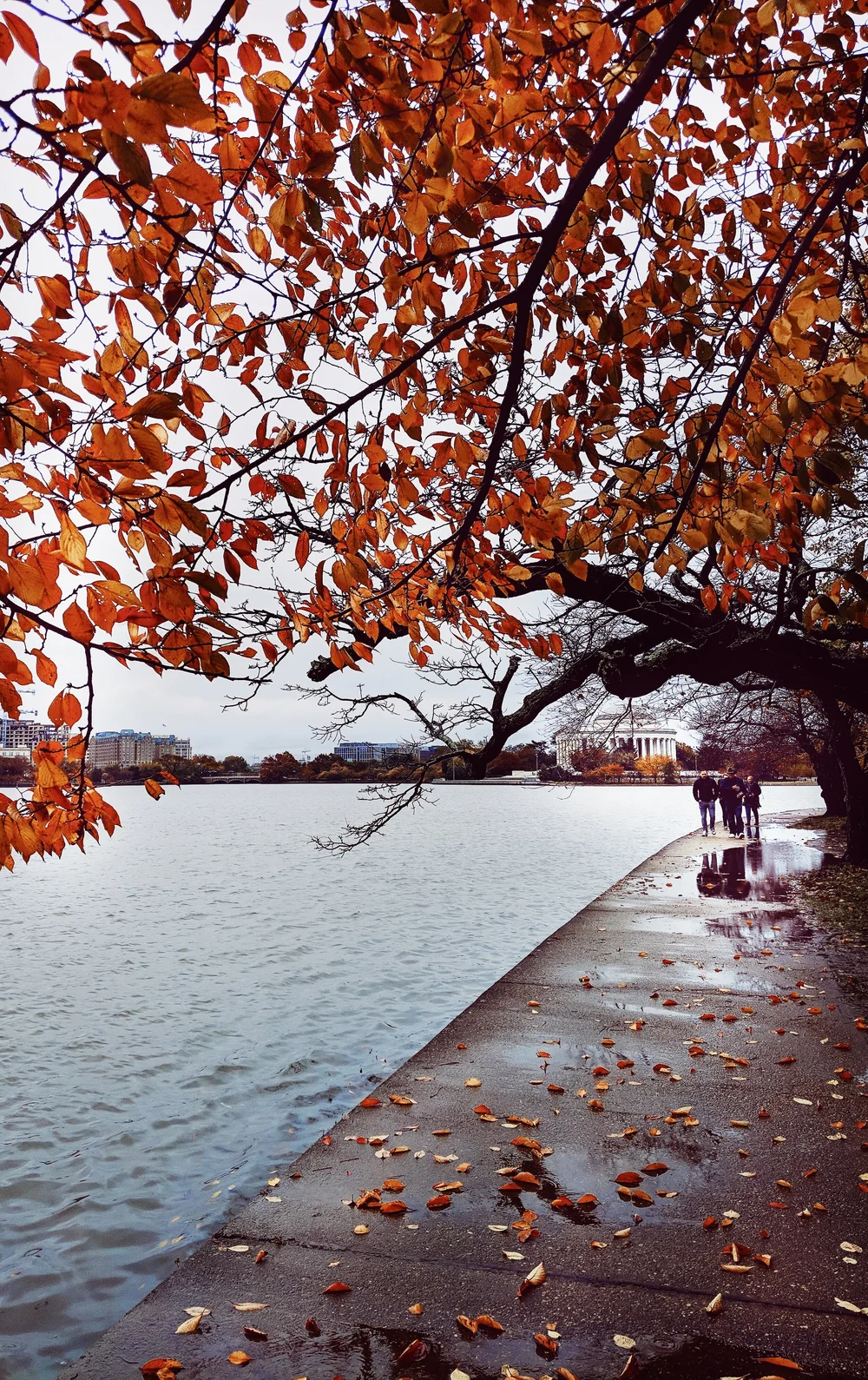 2018-11-05 08.18.59 1-01.jpeg