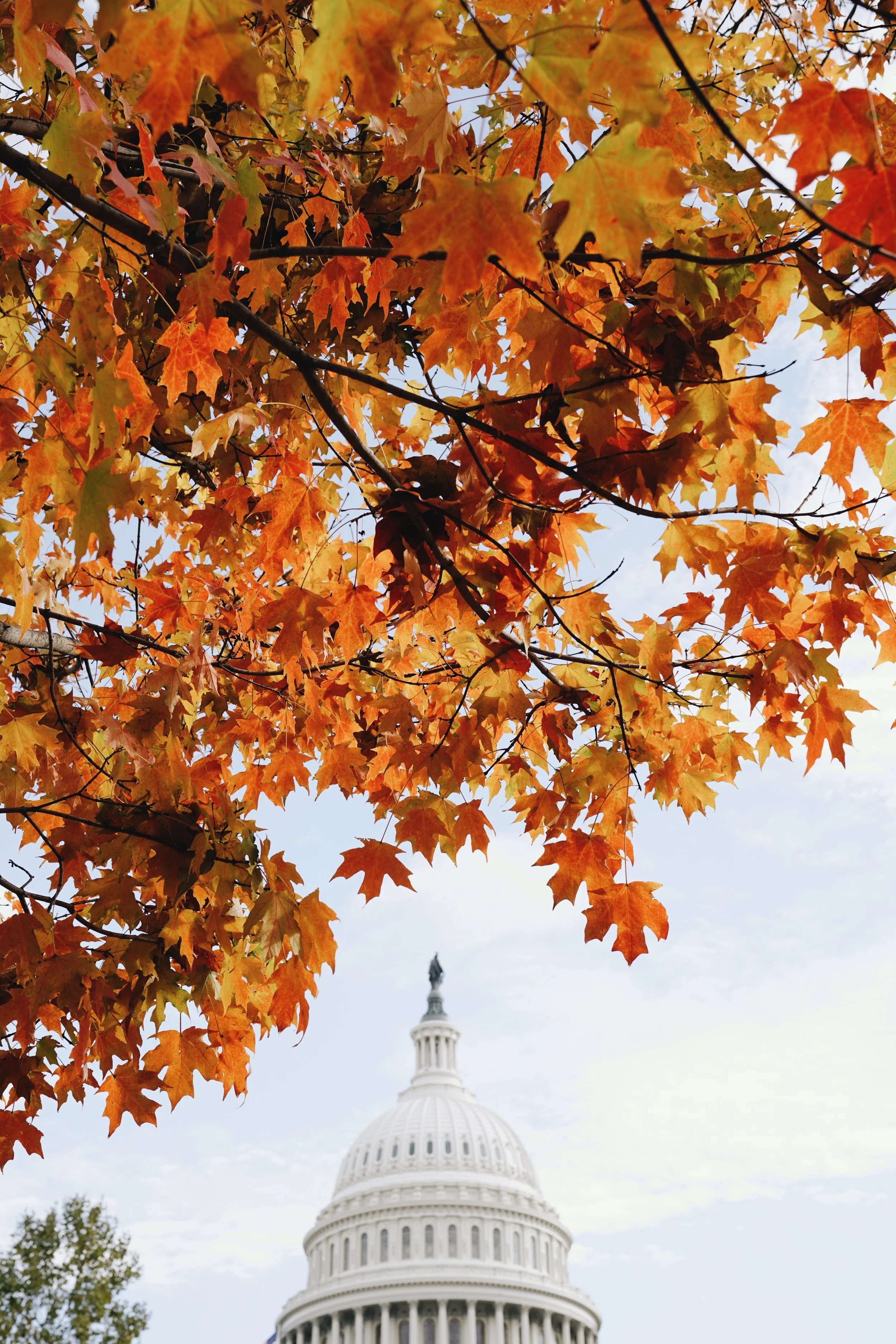 Fall In Dc Guides — washington dccitygirl