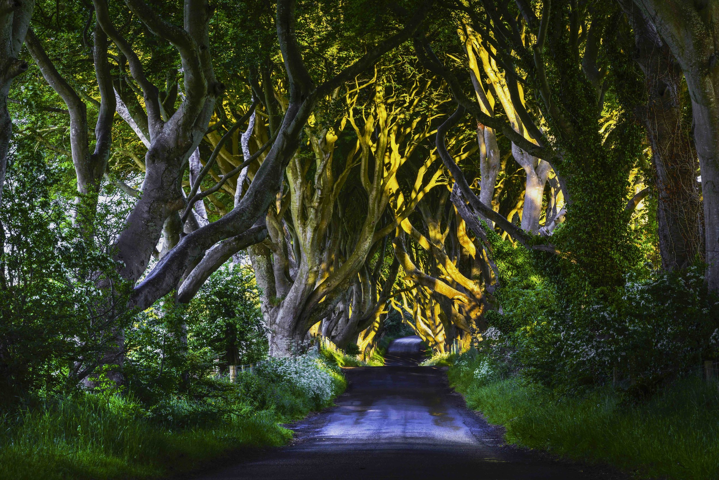 Заколдованное дерево. Буковая аллея дарк Хеджес. Буковая аллея в Ирландии. Dark Hedges Ирландия. Темная аллея Северная Ирландия.