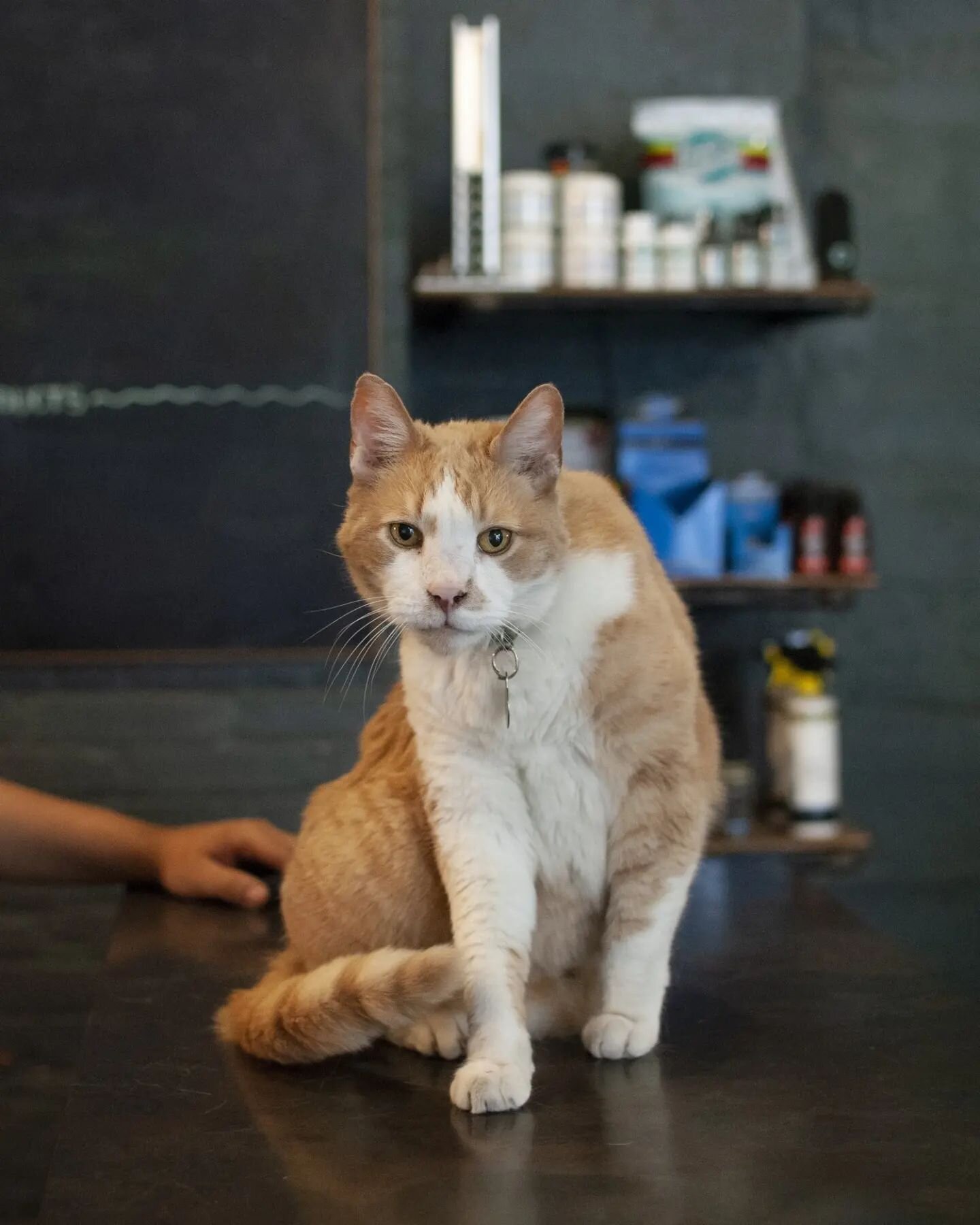 With heavy hearts, we announce the passing of our beloved Falkor. As a stray already over a decade old, he came wandering into our shop in 2013 and has been in our hearts ever since, where he shall live on in cherished memory. He was our friend, our 