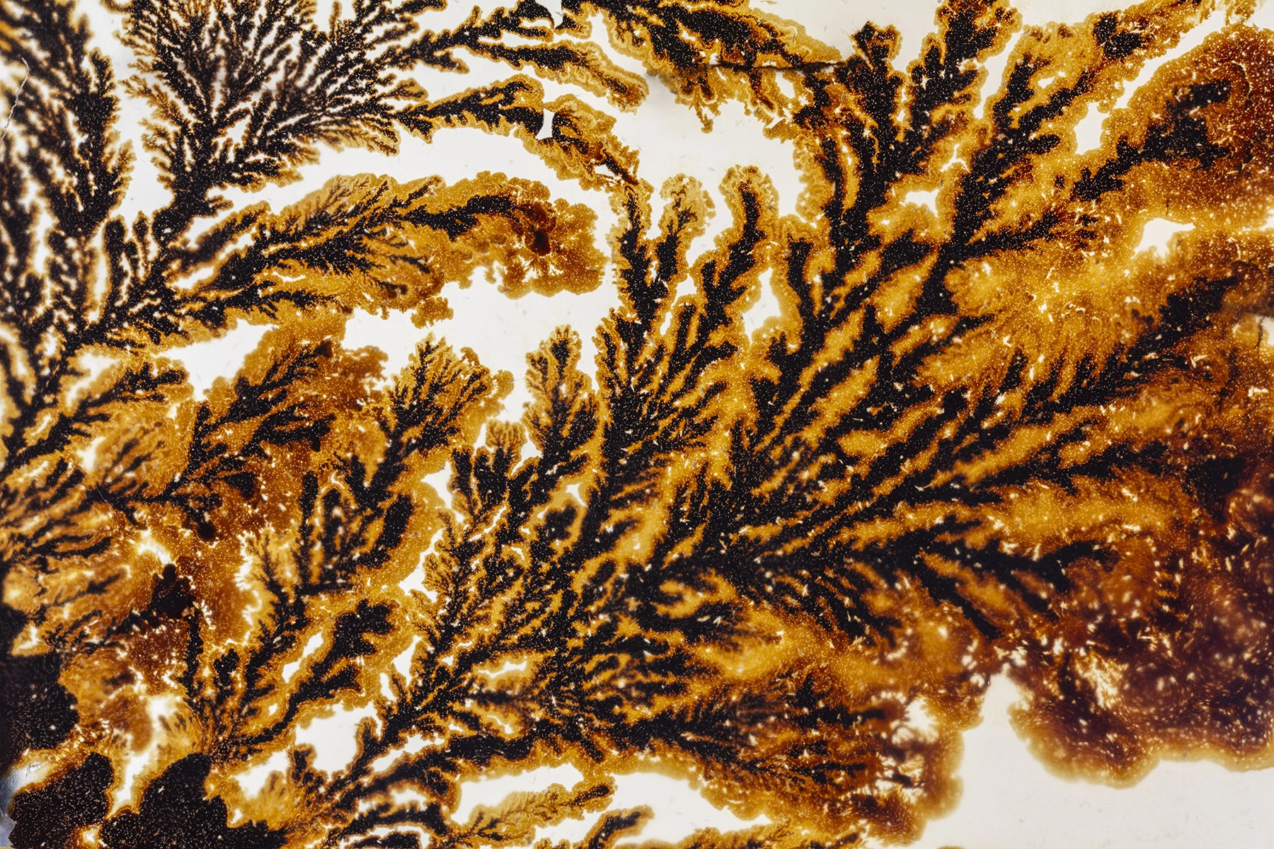 Dendritic Growth