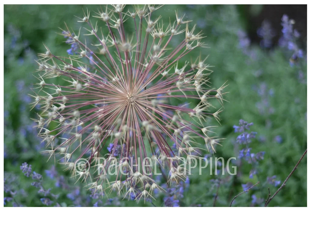 Allium