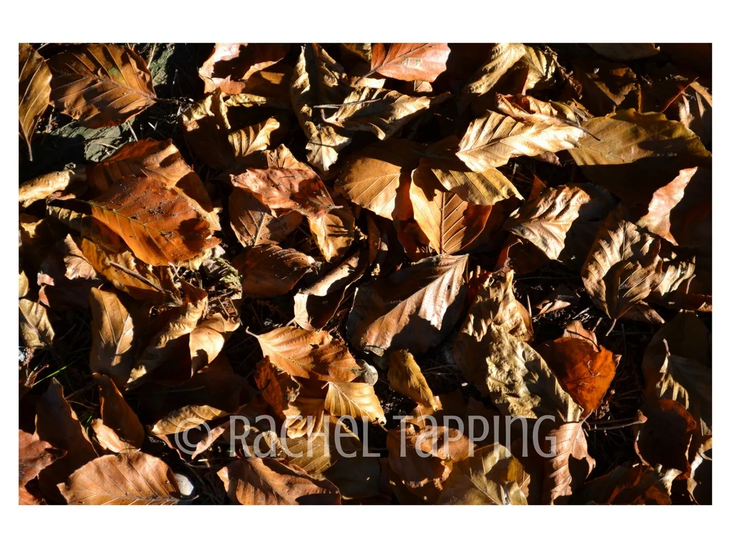 Autumn Floor