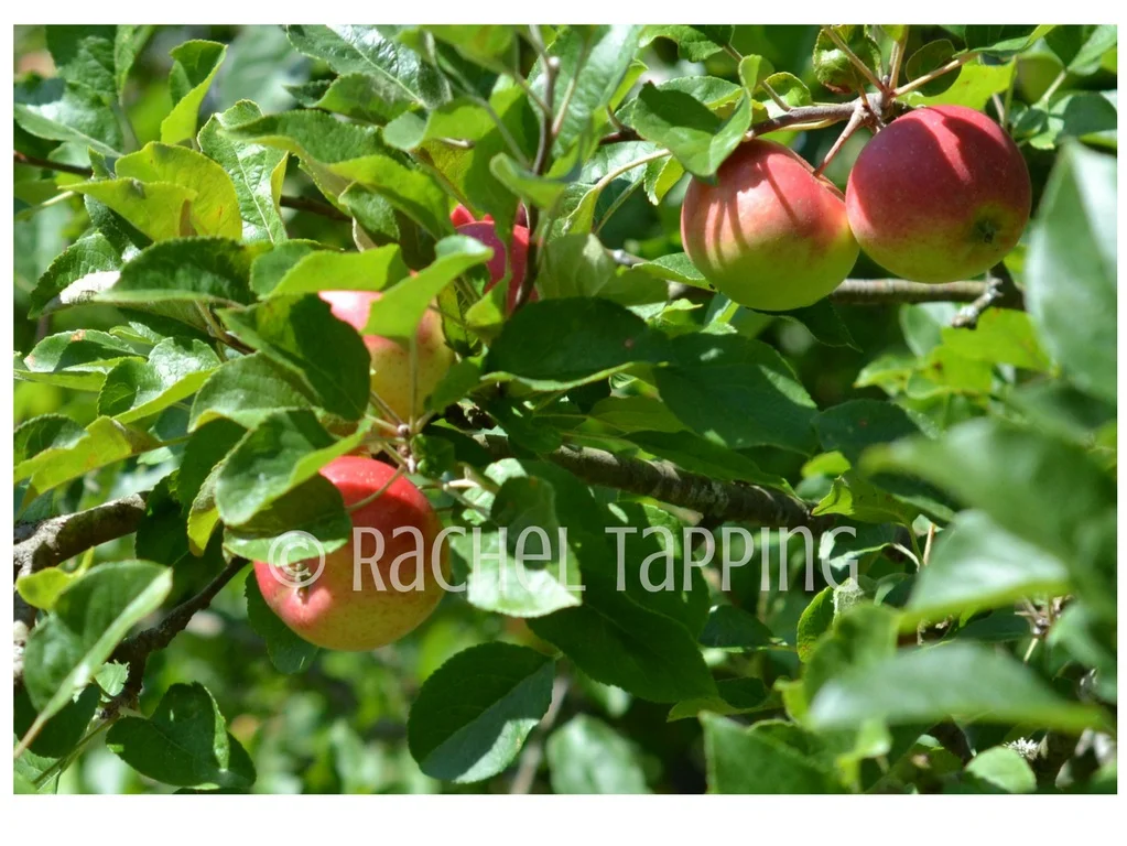Apples