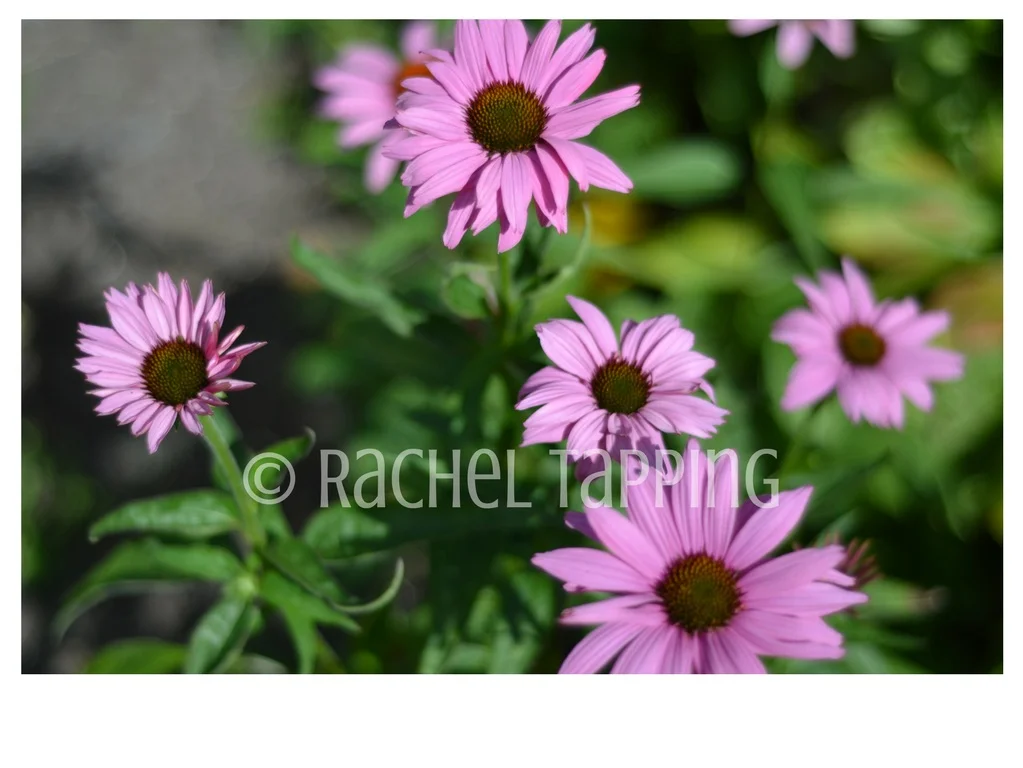 Pink Daisies