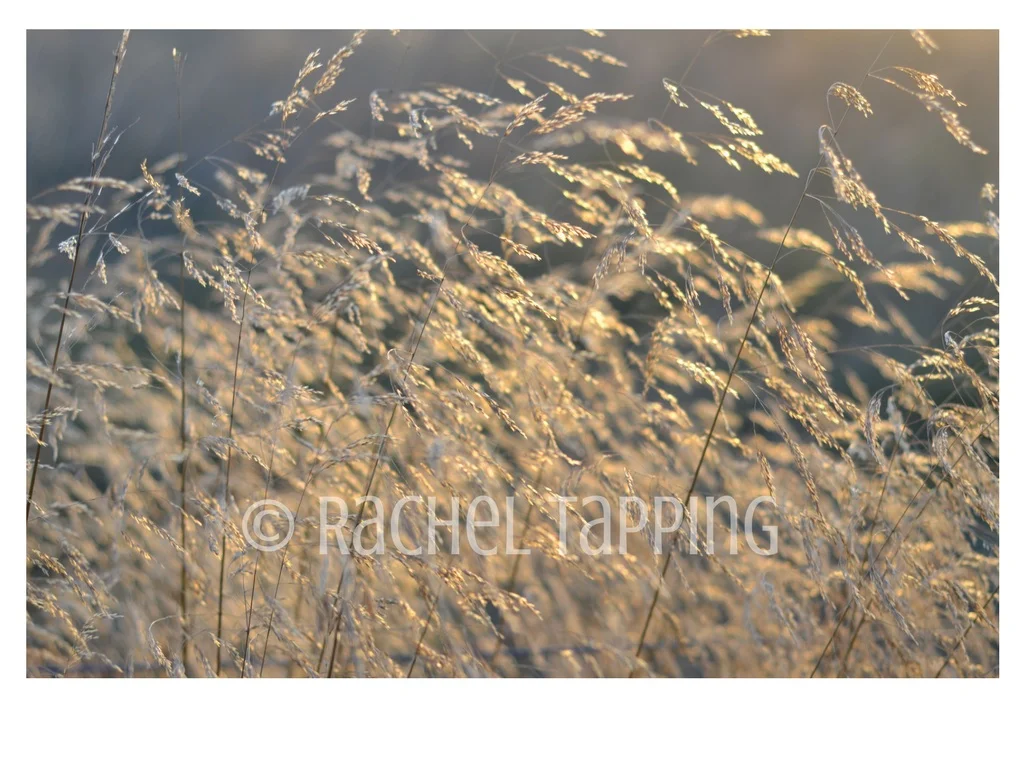 Wild Oats