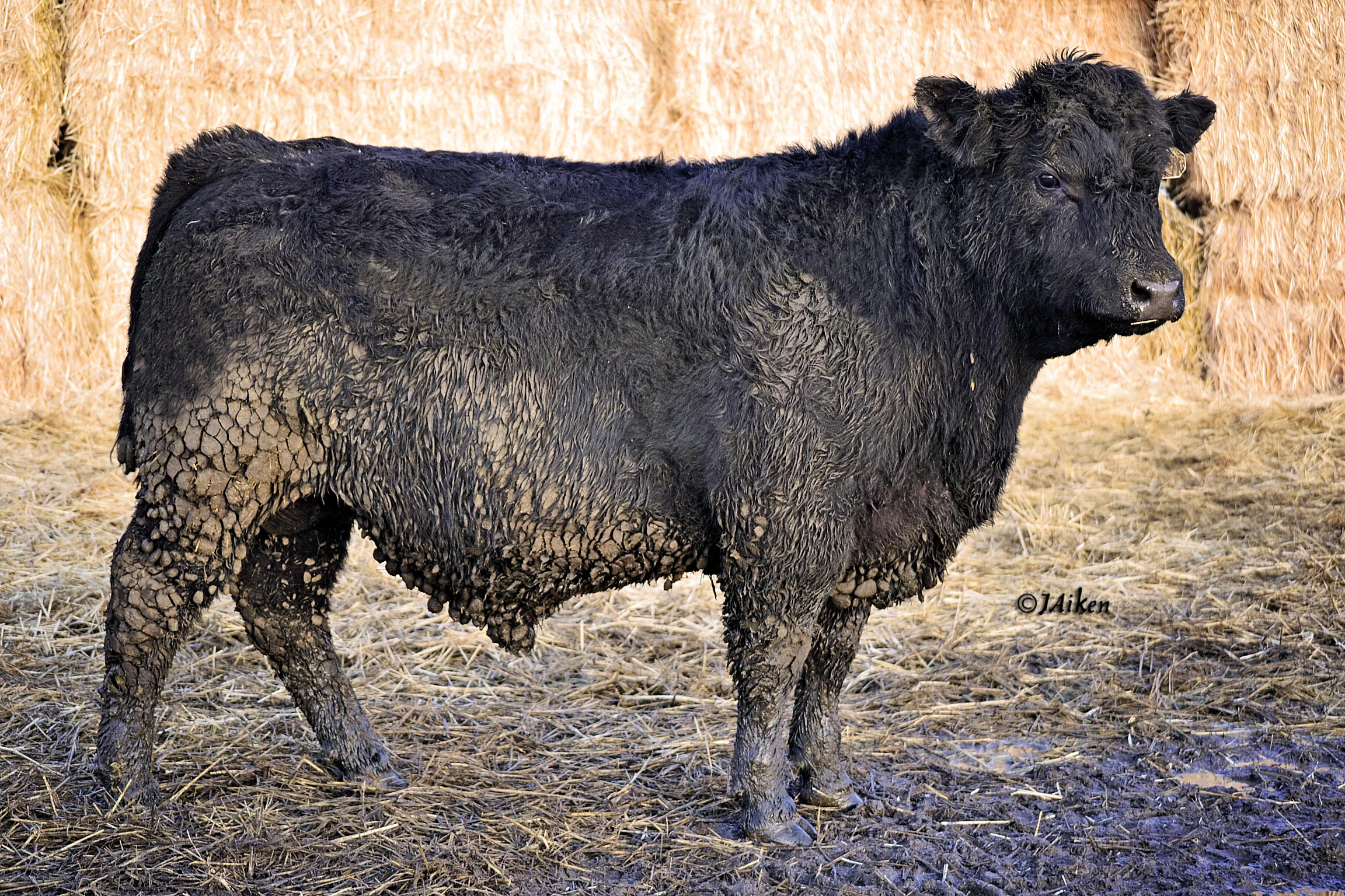6801 skwm.jpg