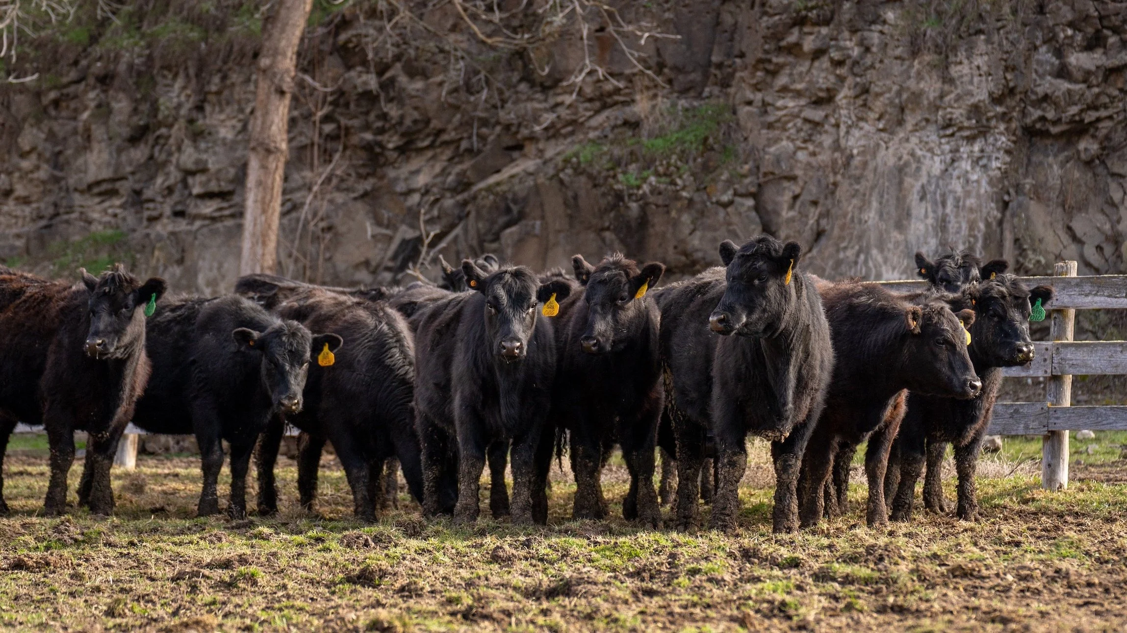 Camas Prairie Angus Ranch