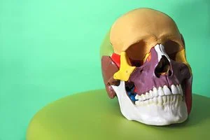 CranioSacral II   - August