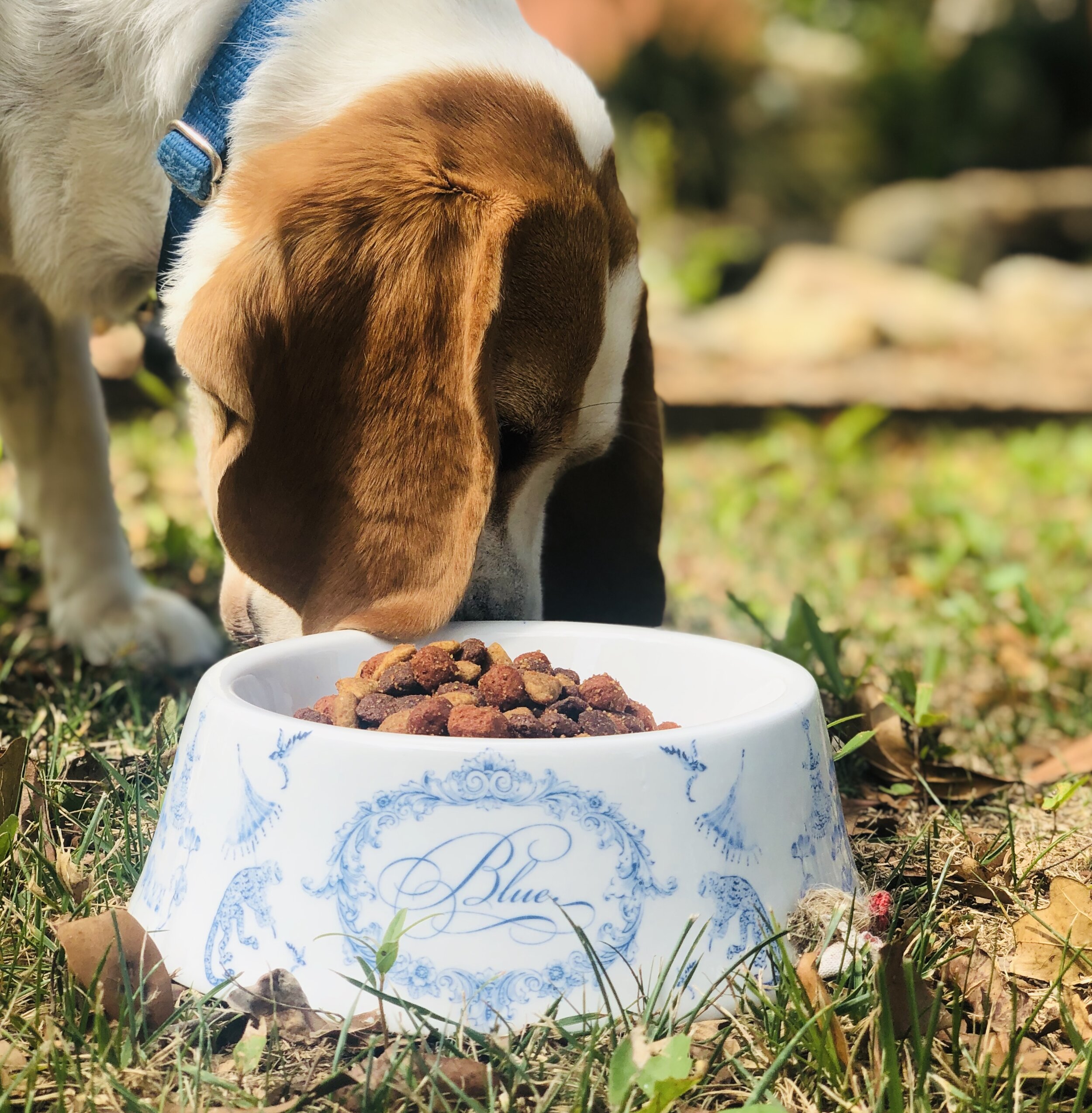 Hive Design Pet Bowl