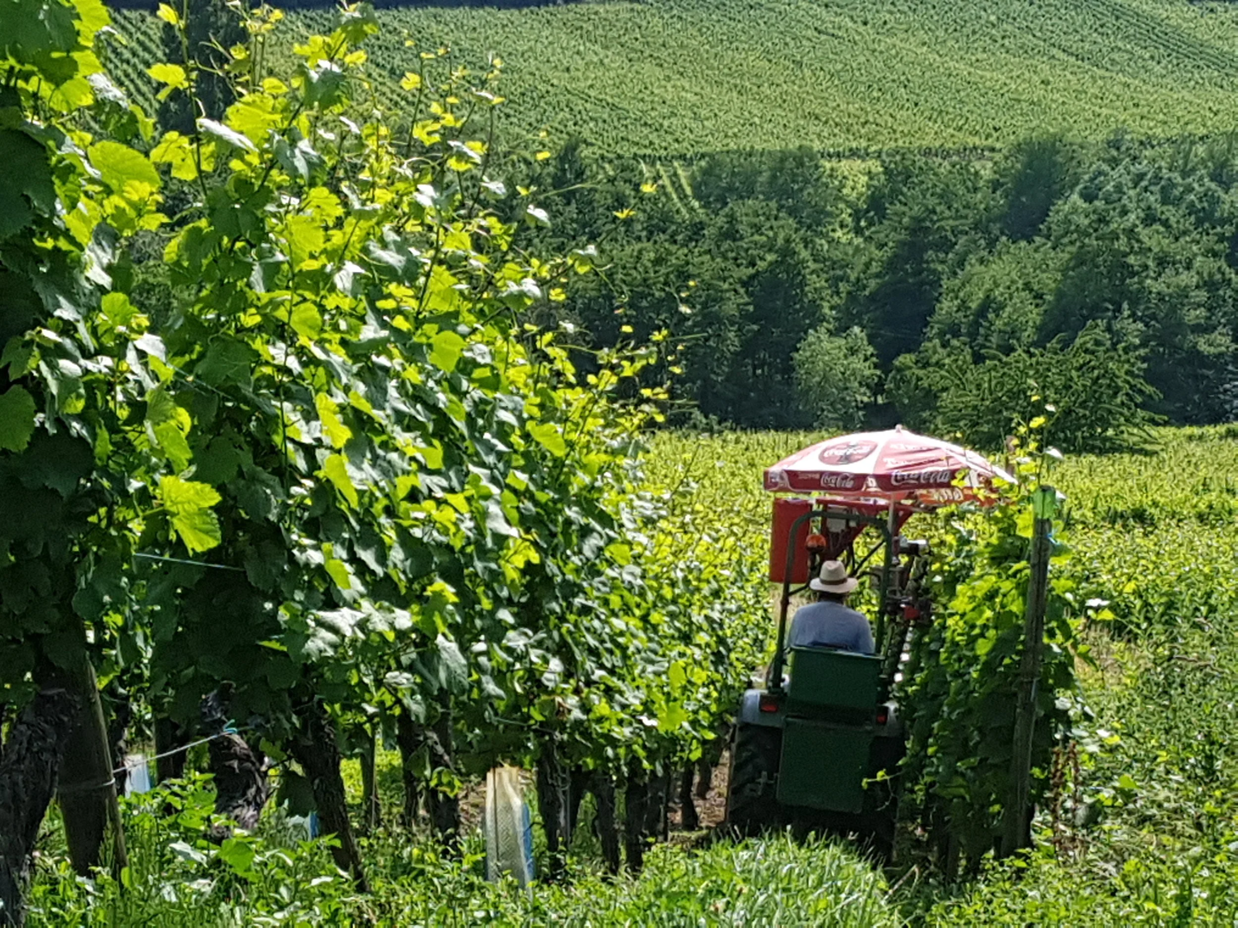 20180608_161538.jpg