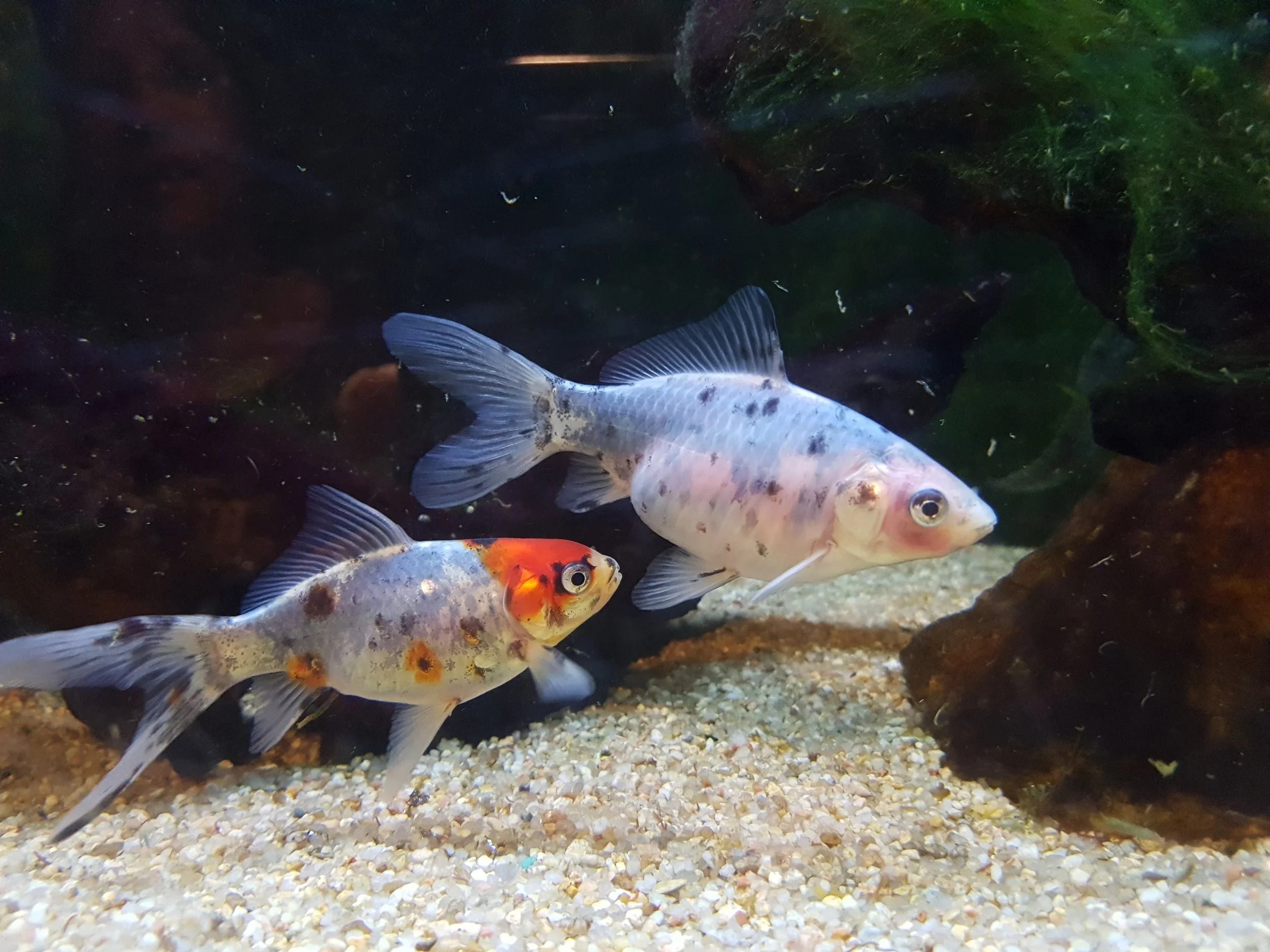 20180623_152134.jpg