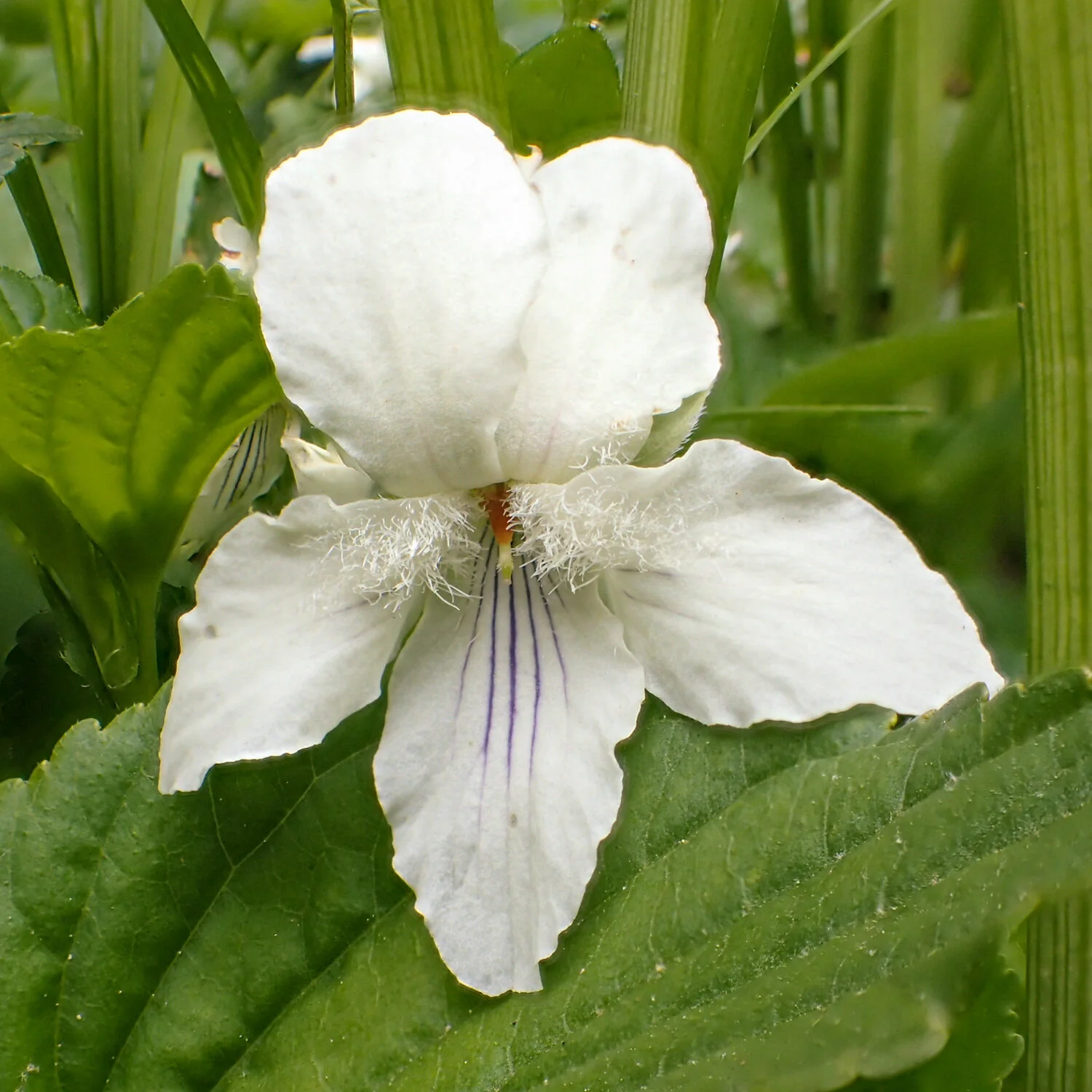 Cream Violet, Viola striata