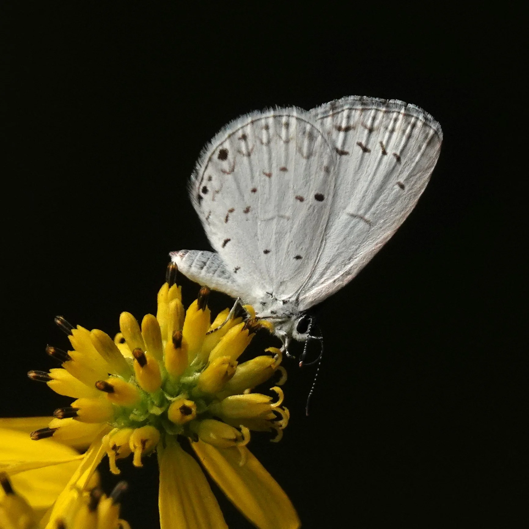RBD #105 Summer azure (Copy)