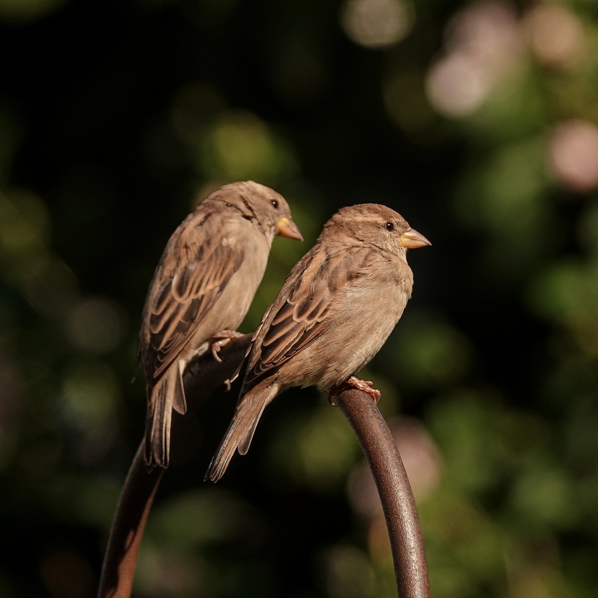 RBD #103 House sparrow (Female)