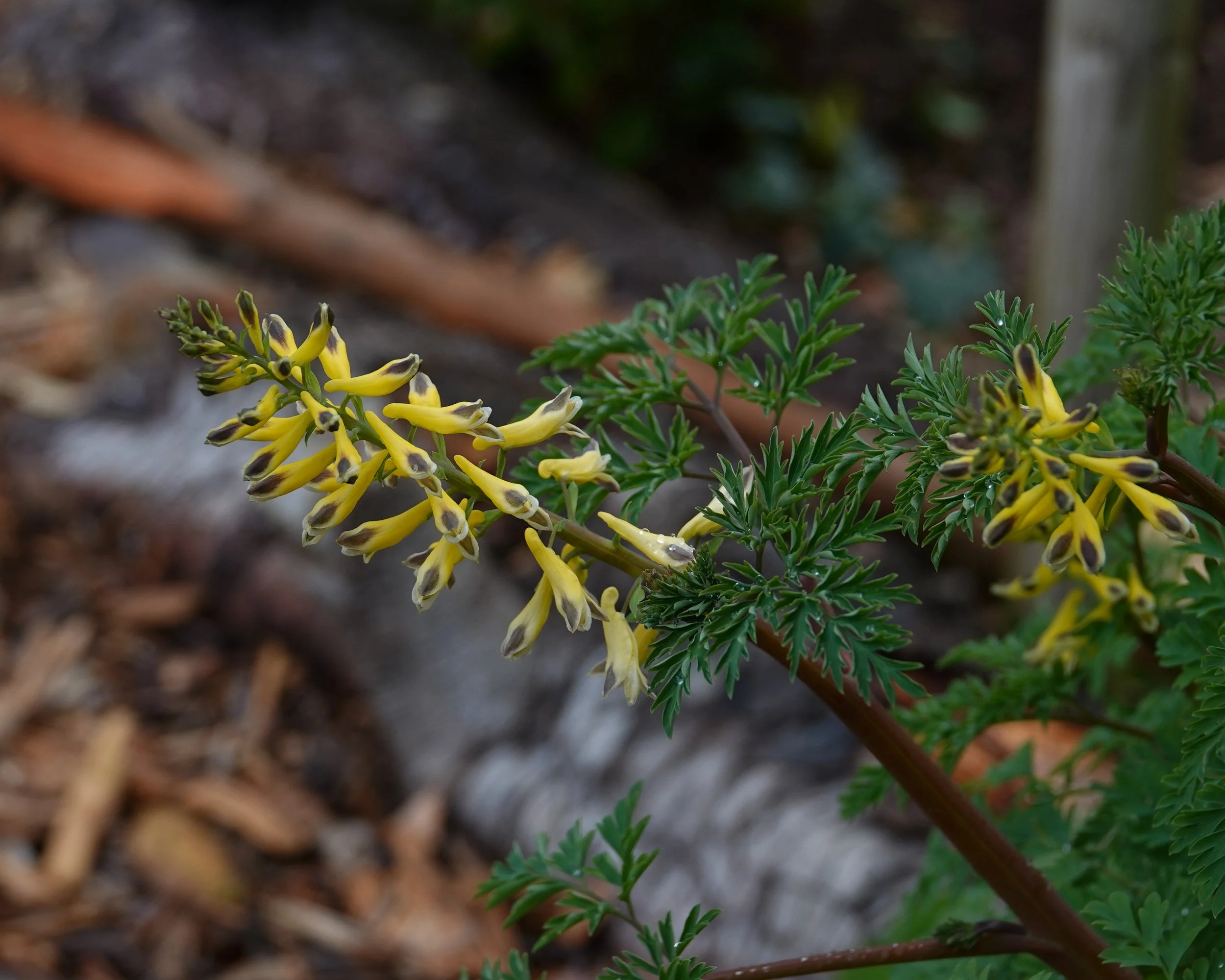 RBD #383 Fern-leafed corydalis