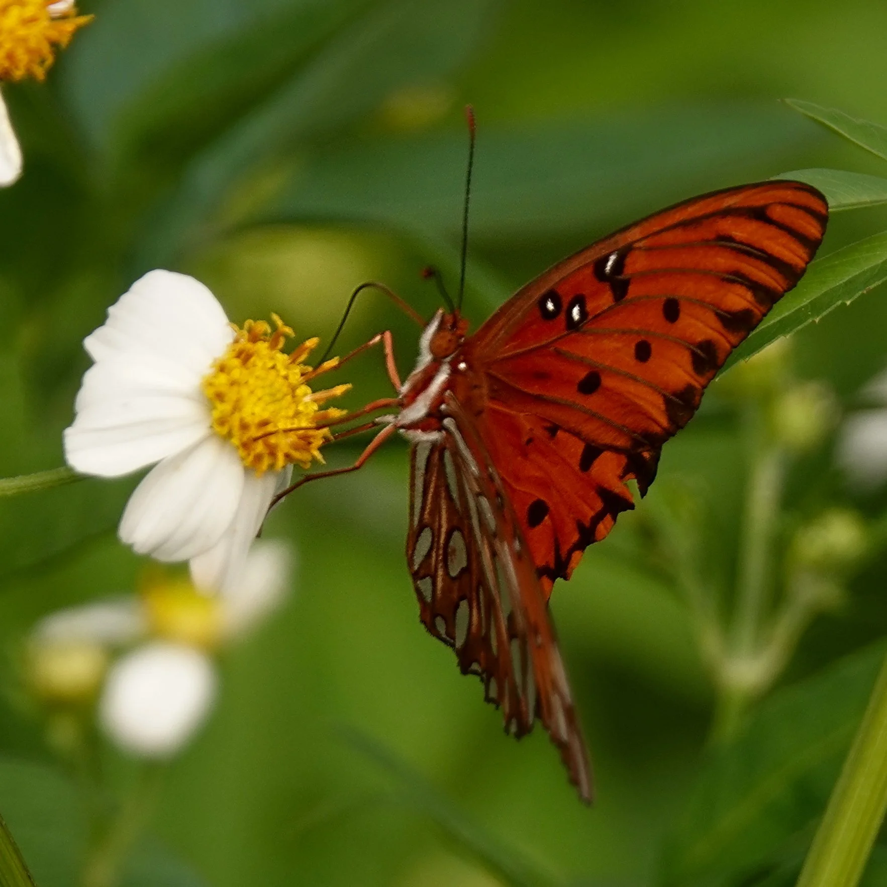 RBD #460 Gulf fritillary