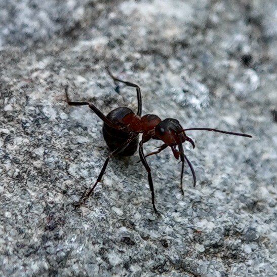 RBD #721 Wood ant