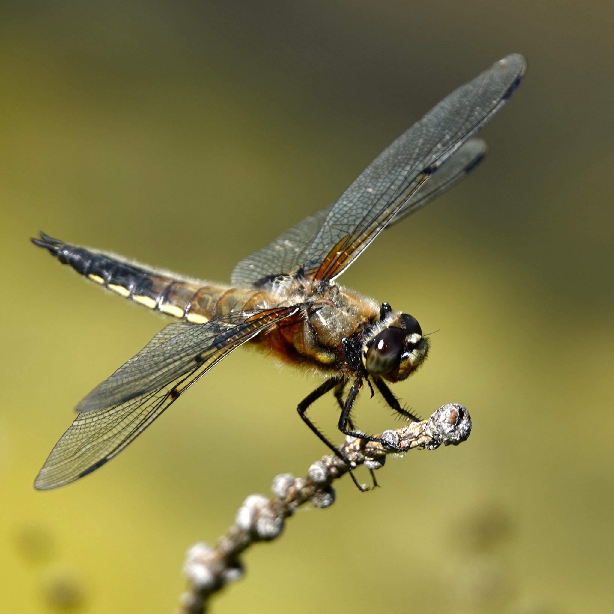 RBD #723 Four-spotted skimmer